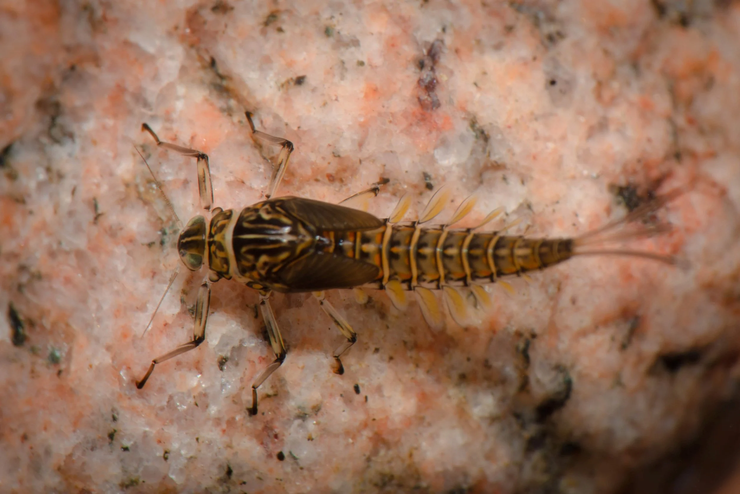 Baetidae - 24 (1).jpeg
