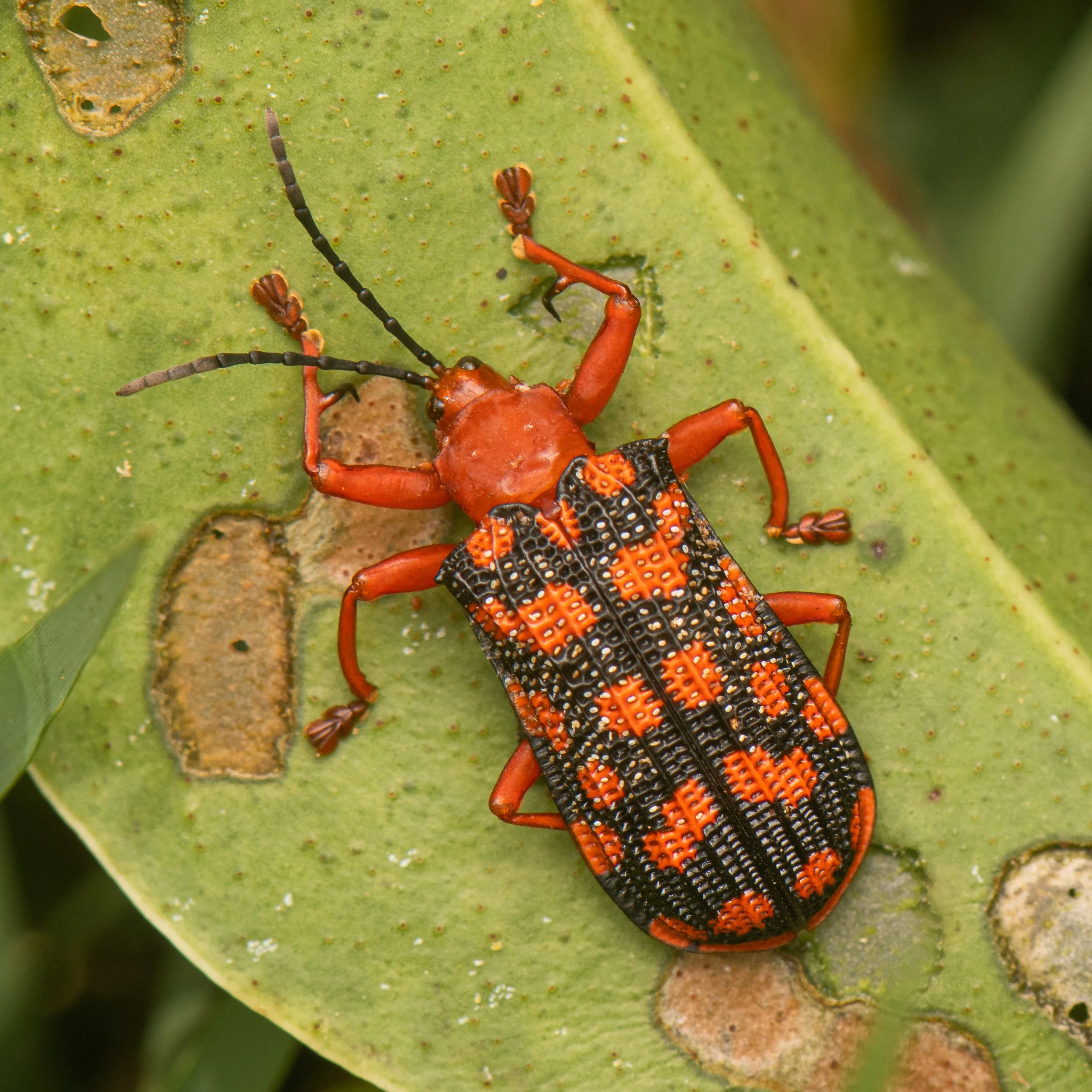Coleoptera - 122.jpg