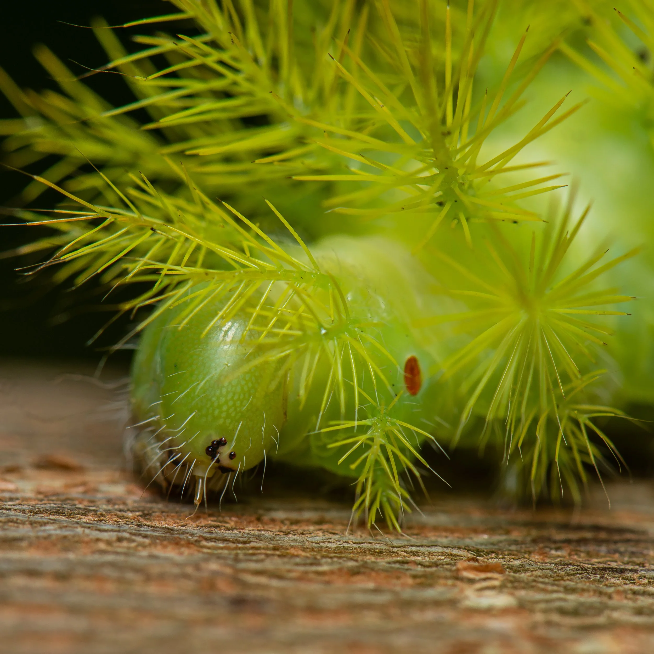 Lepidoptera - 65.jpg