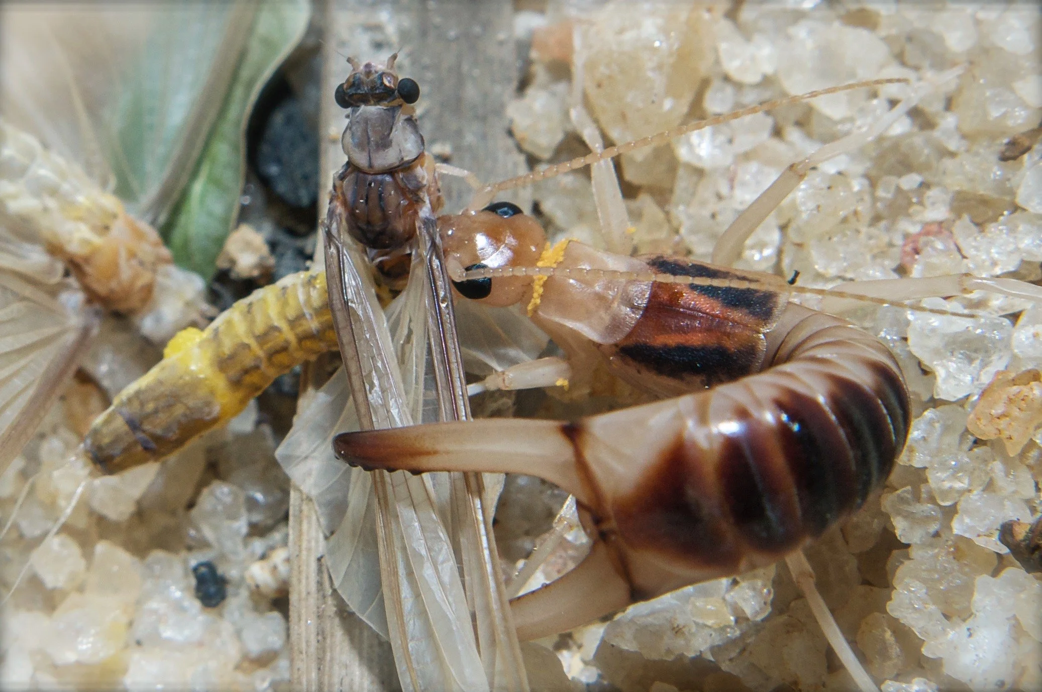 Polymitarcyidae - 1.jpeg