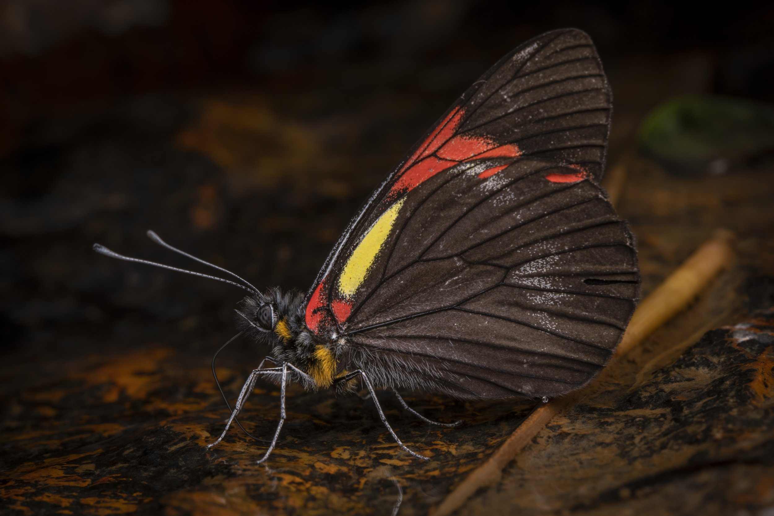 Lepidoptera - 11.jpg