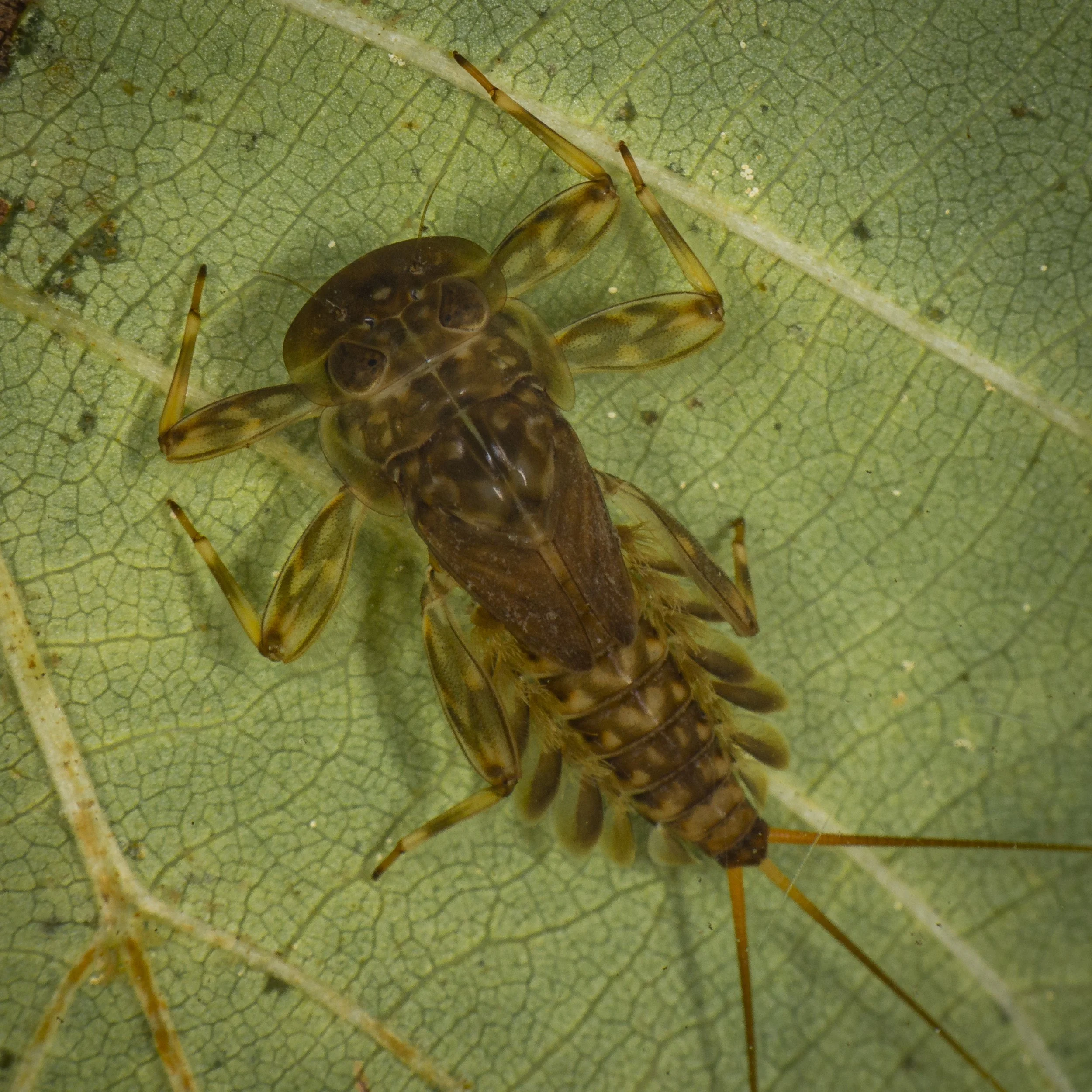 Ephemeroptera - 16.jpg
