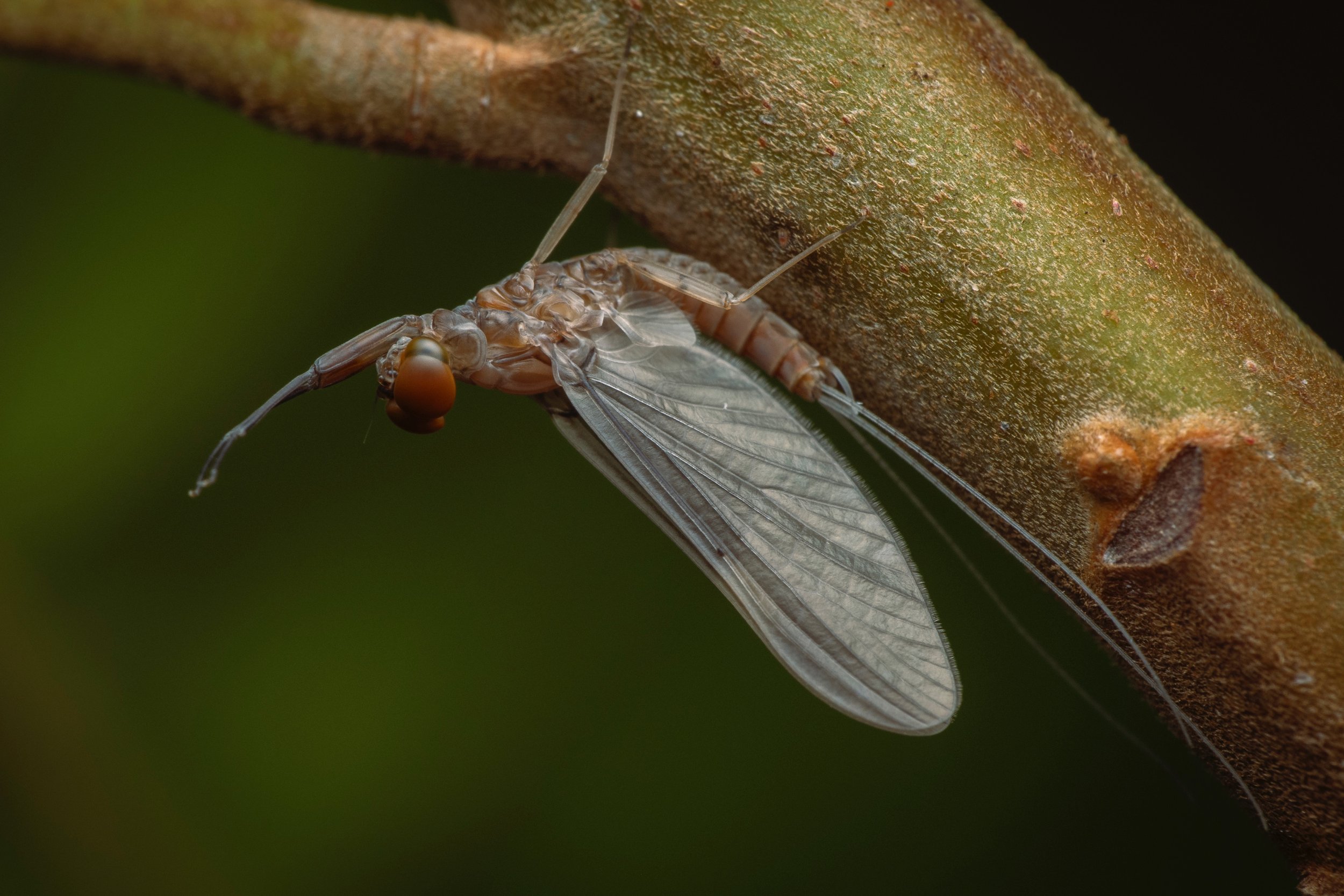 Ephemeroptera - 2.jpeg
