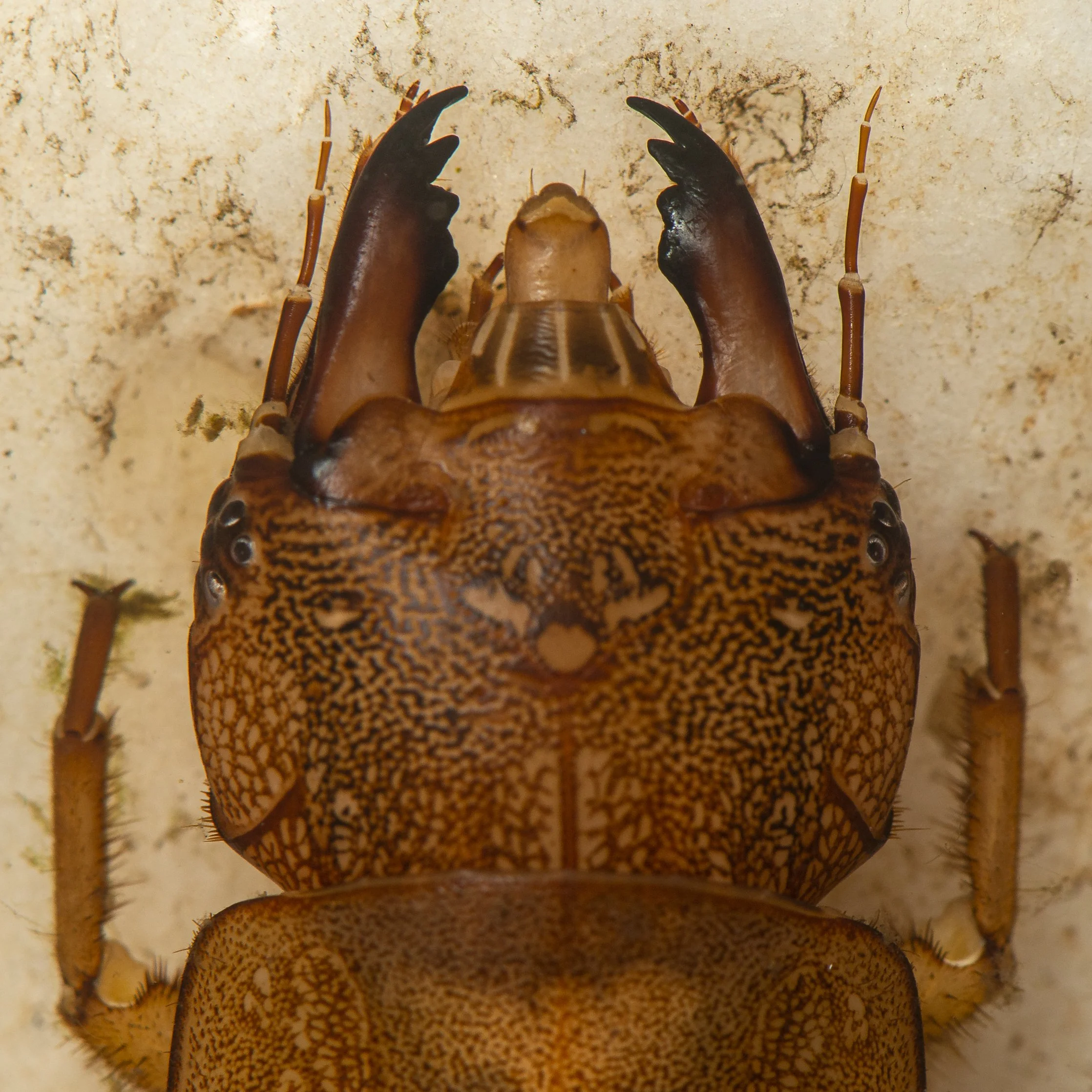 Megaloptera - 22.JPG