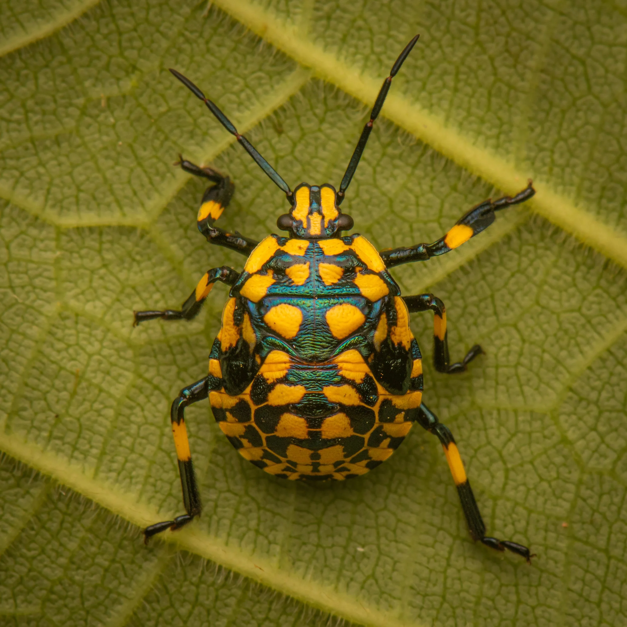 Hemiptera - 2.jpg
