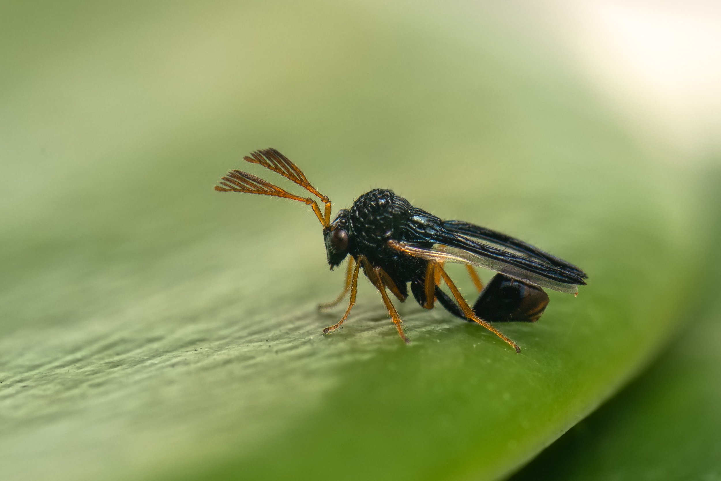 Hymenoptera - 103.jpg