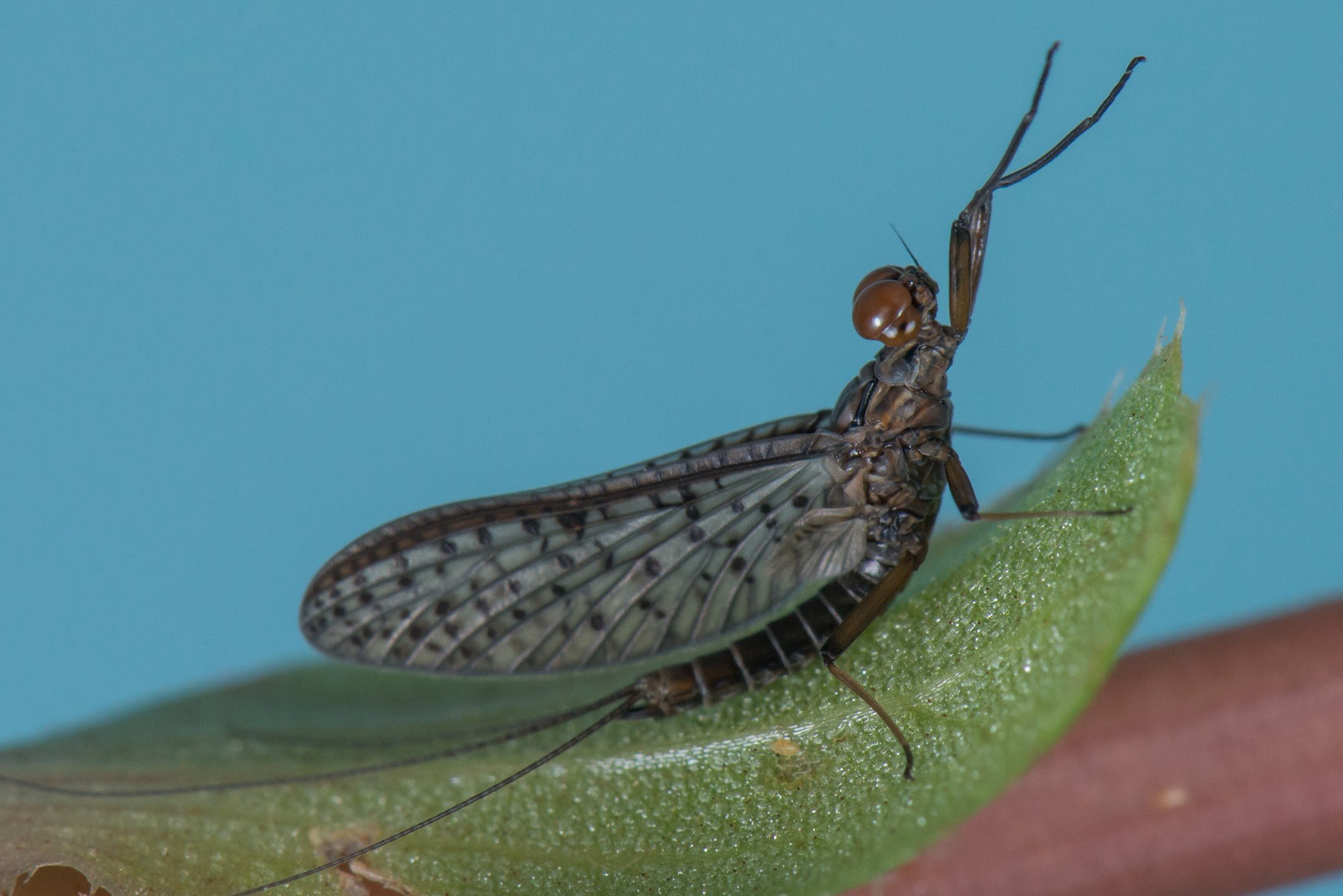 Ephemeroptera - 19.jpg