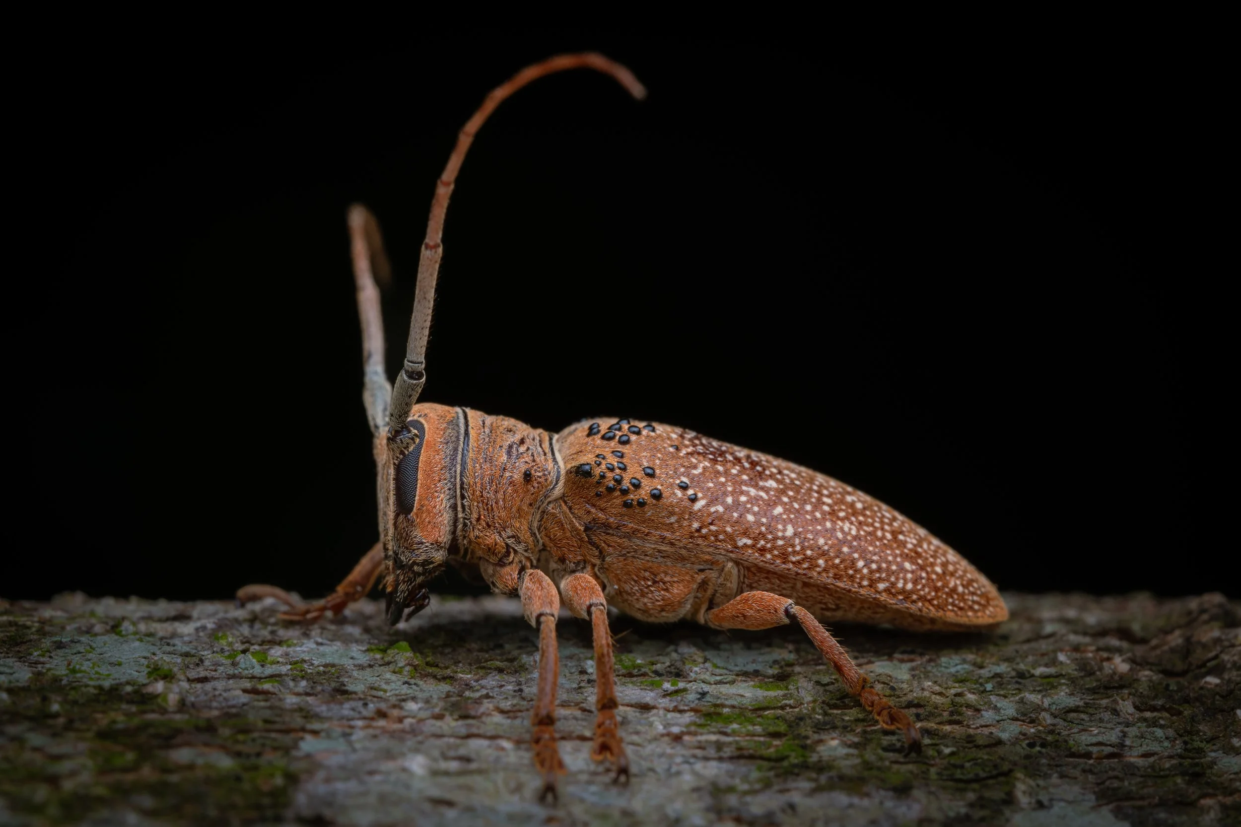 Coleoptera - 24.jpg