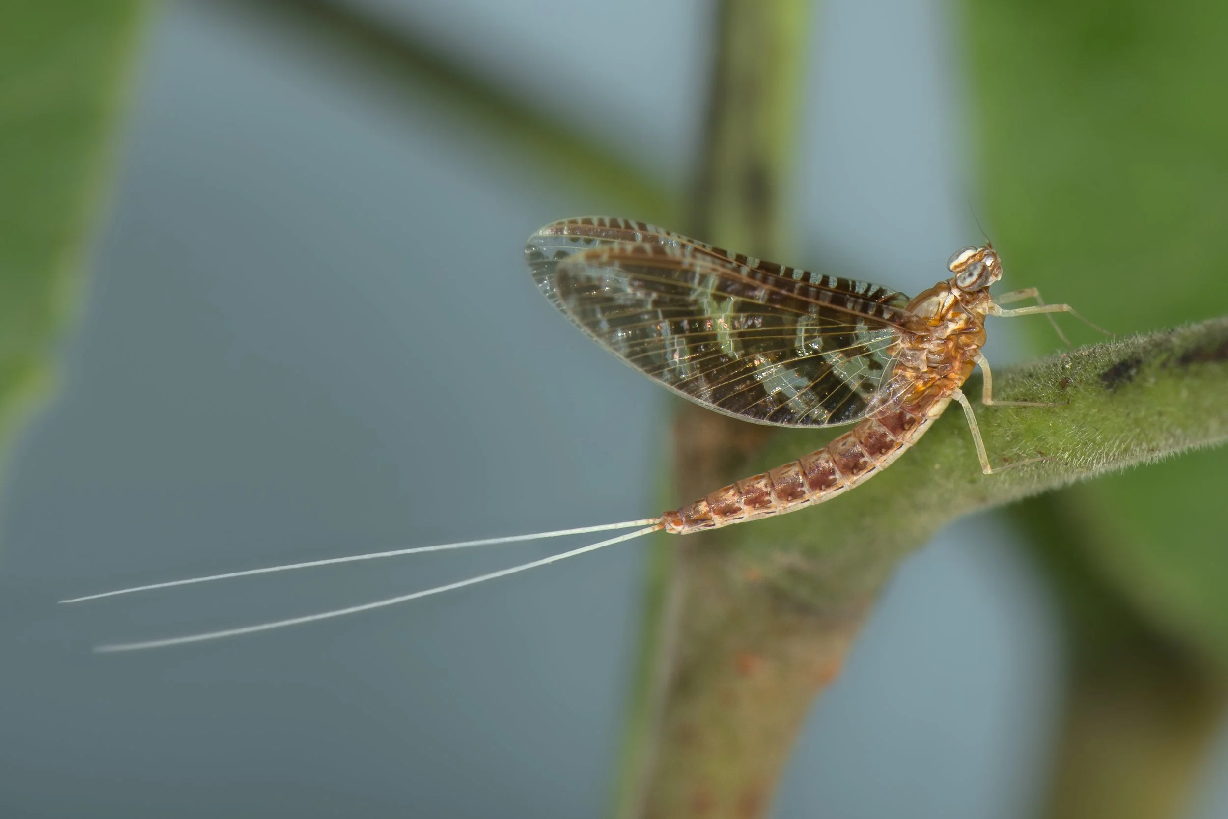 Ephemeroptera - 47.JPG