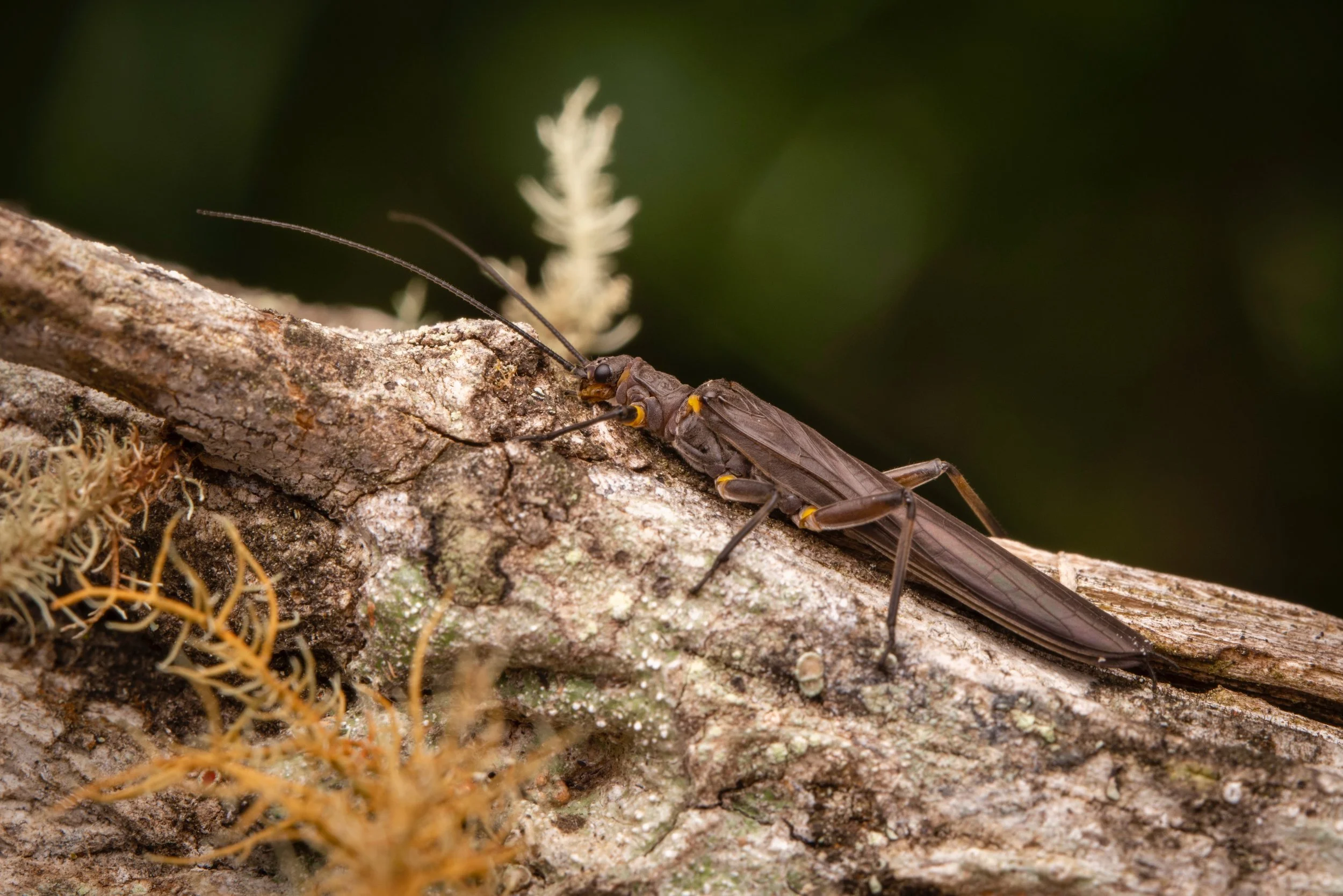 Plecoptera - 40.jpeg