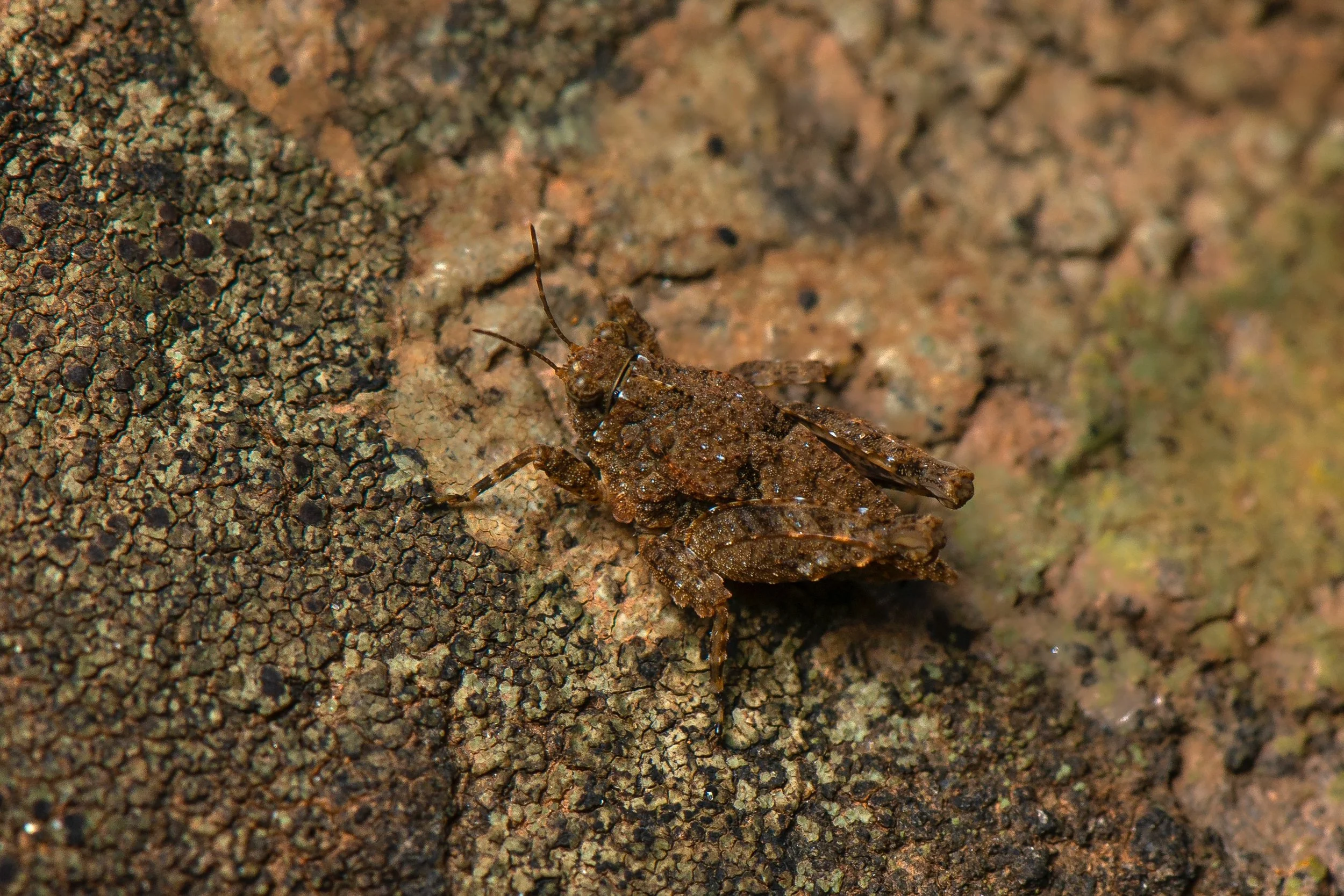 Orthoptera - 93.jpeg