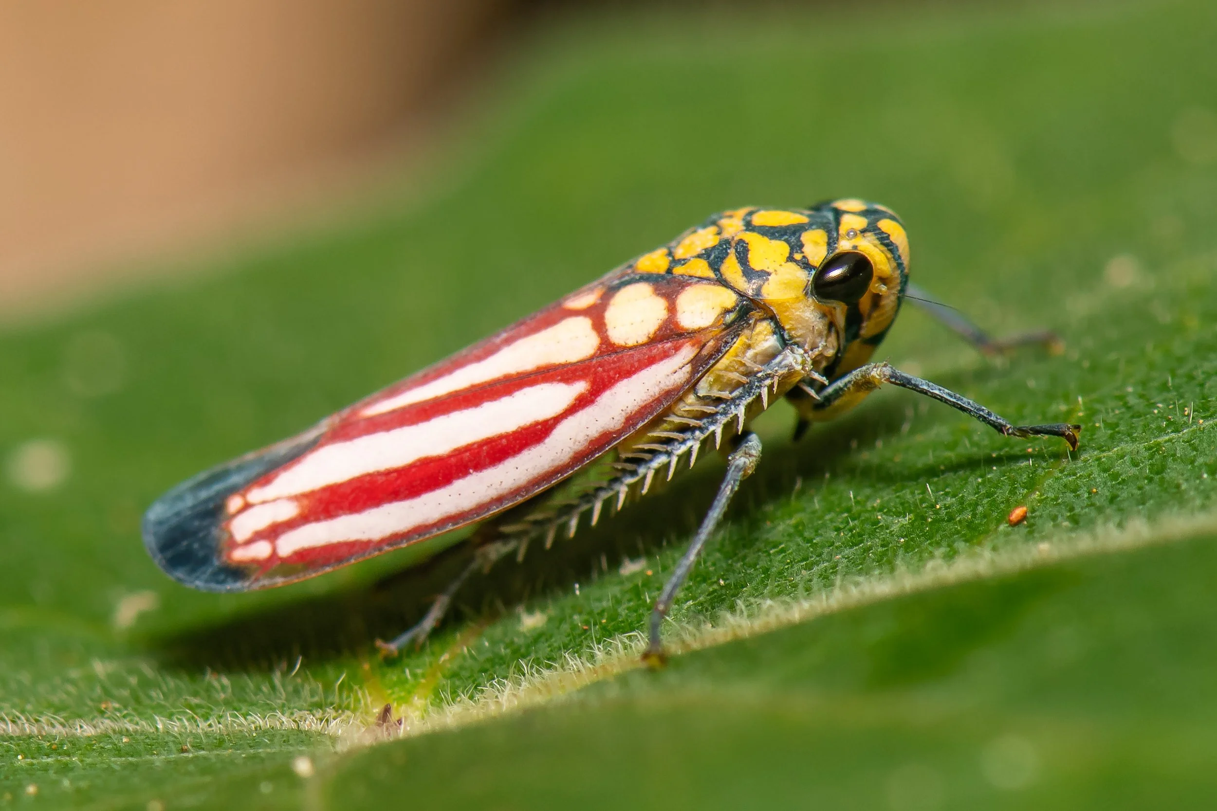 Hemiptera - 22.jpg