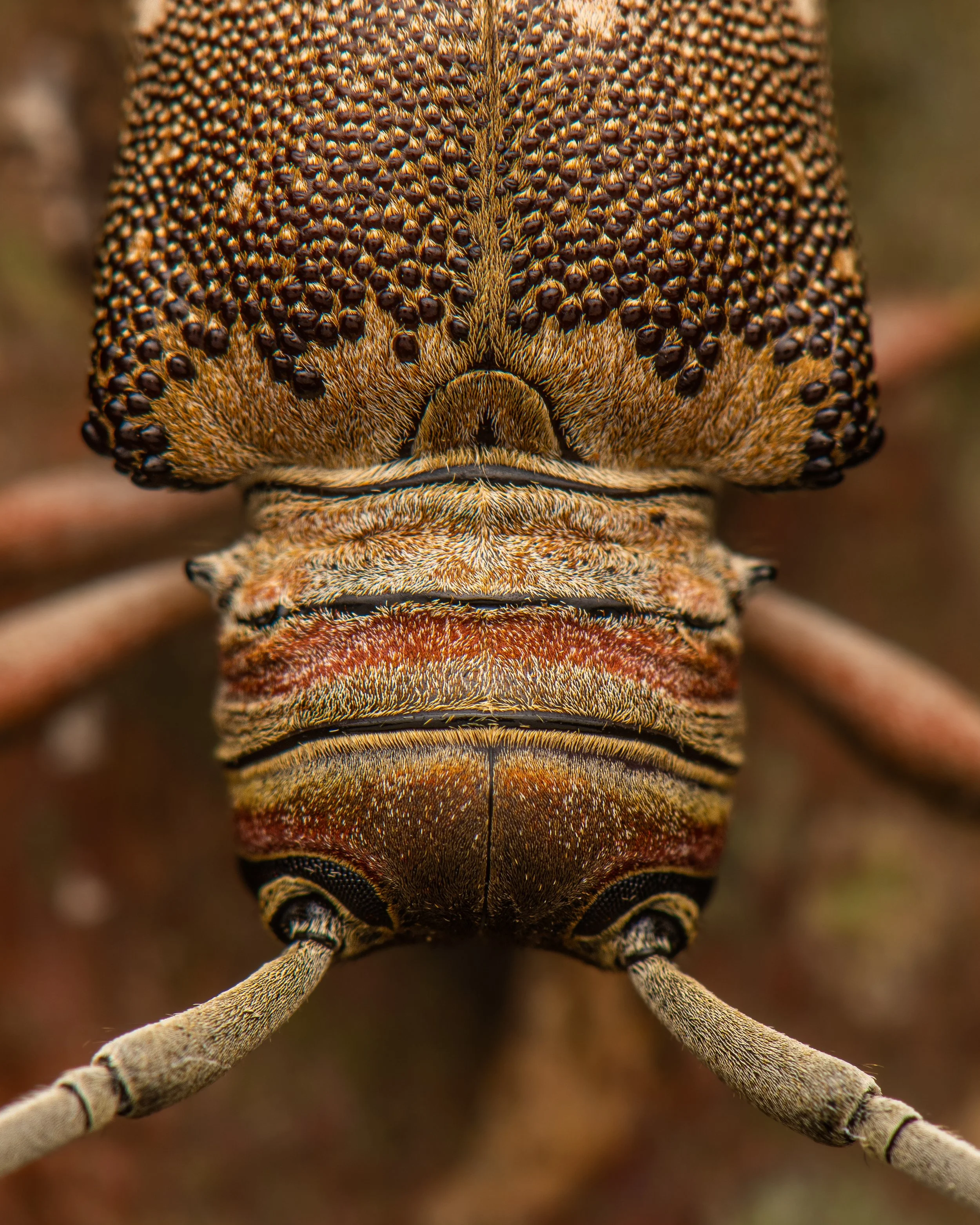 Coleoptera - 103.jpg