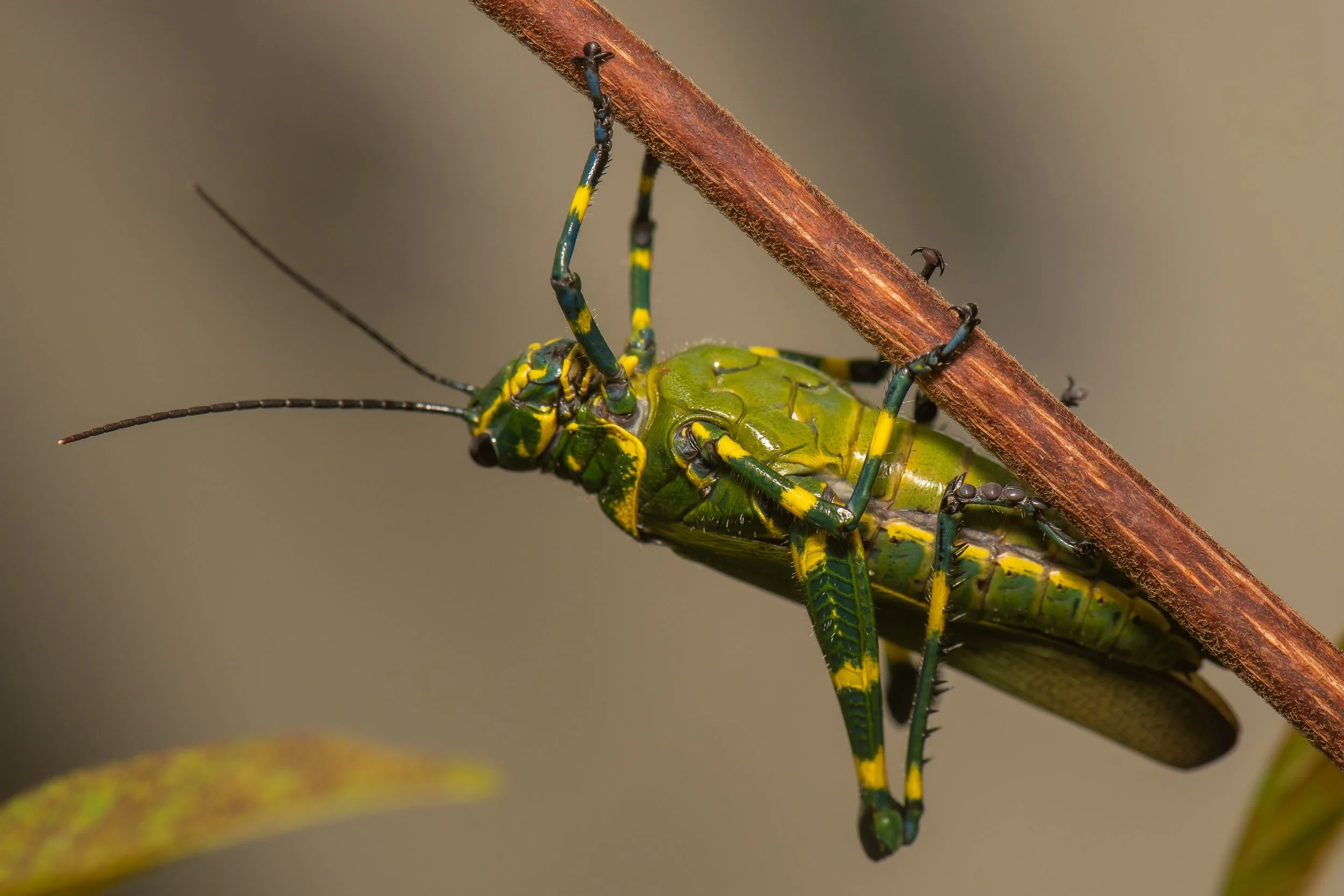 Orthoptera - 80.jpeg