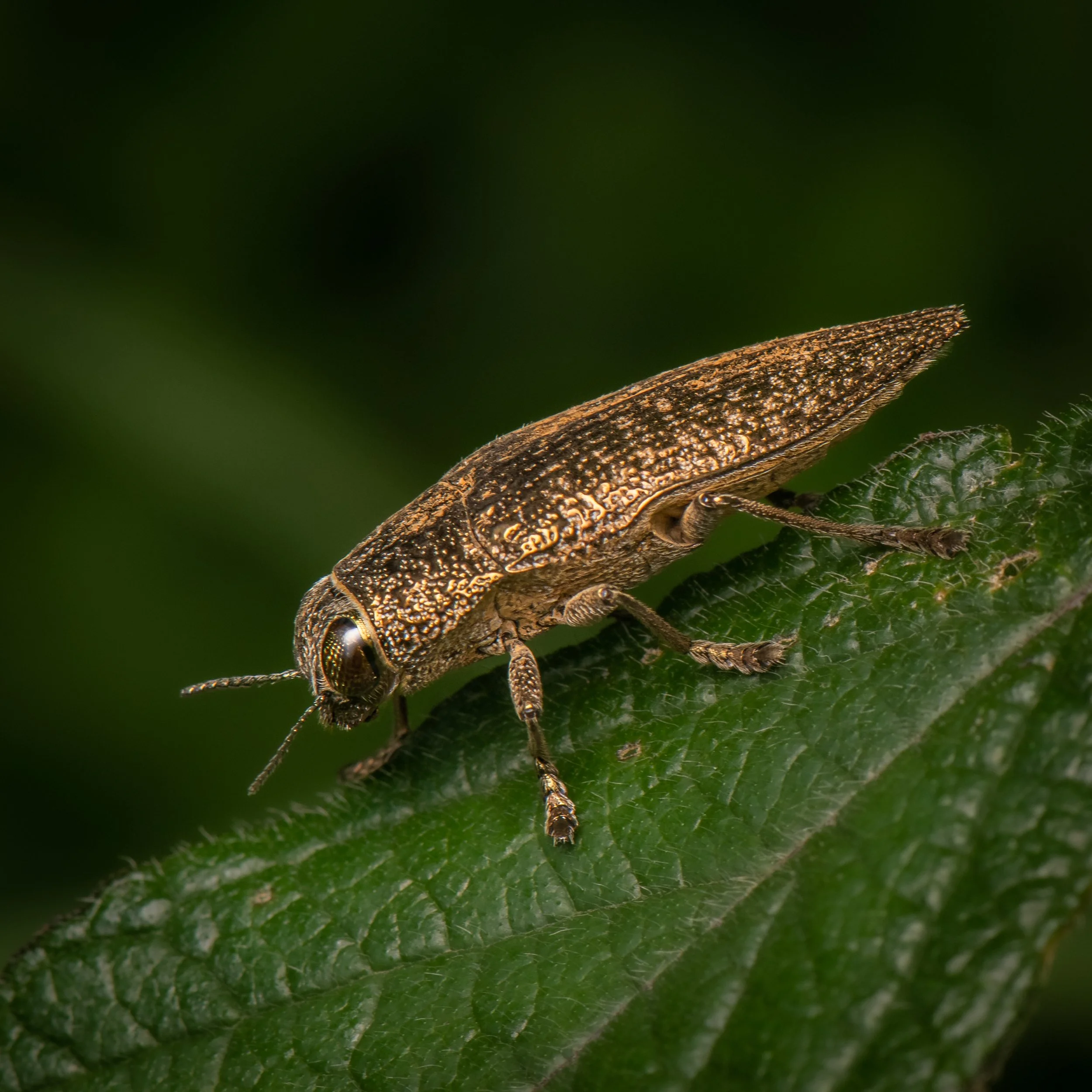 Coleoptera - 109.jpg