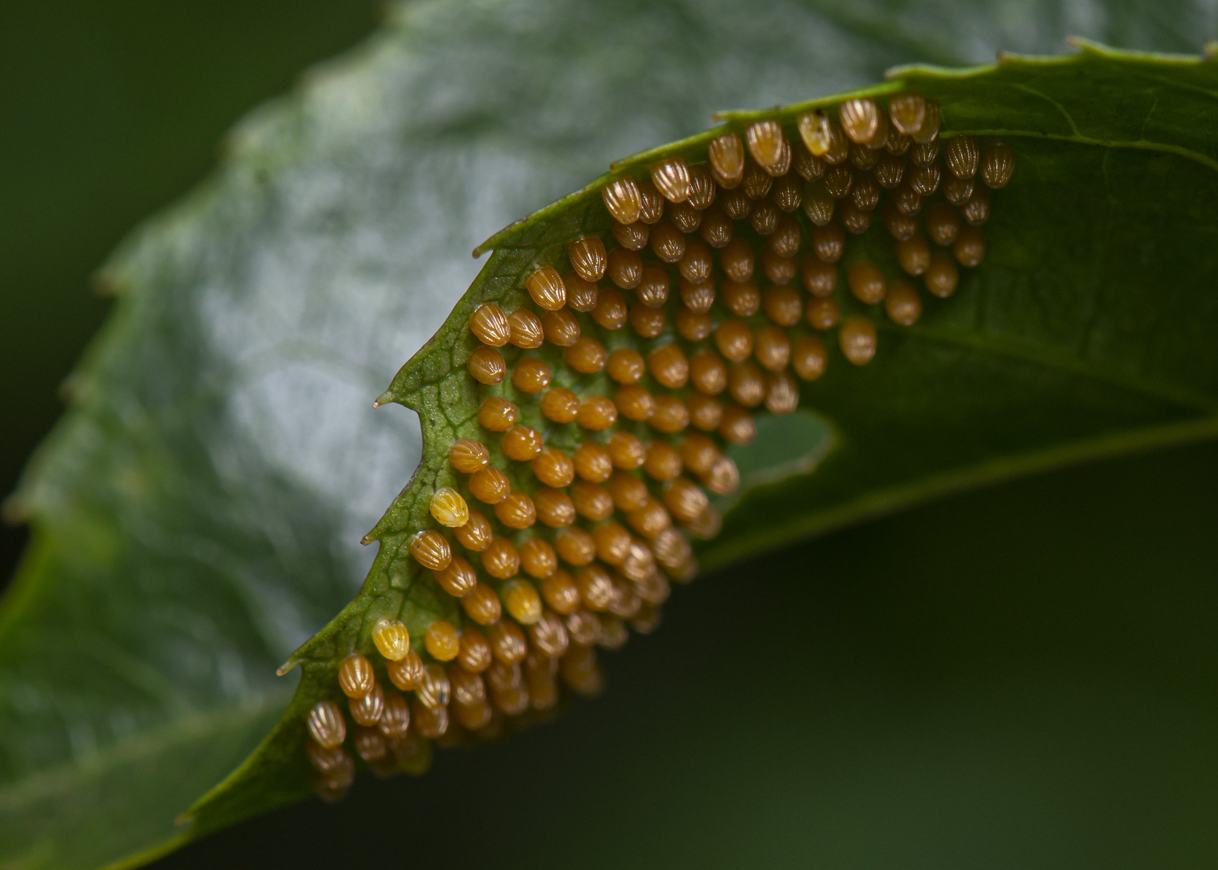 Lepidoptera - 72.jpg