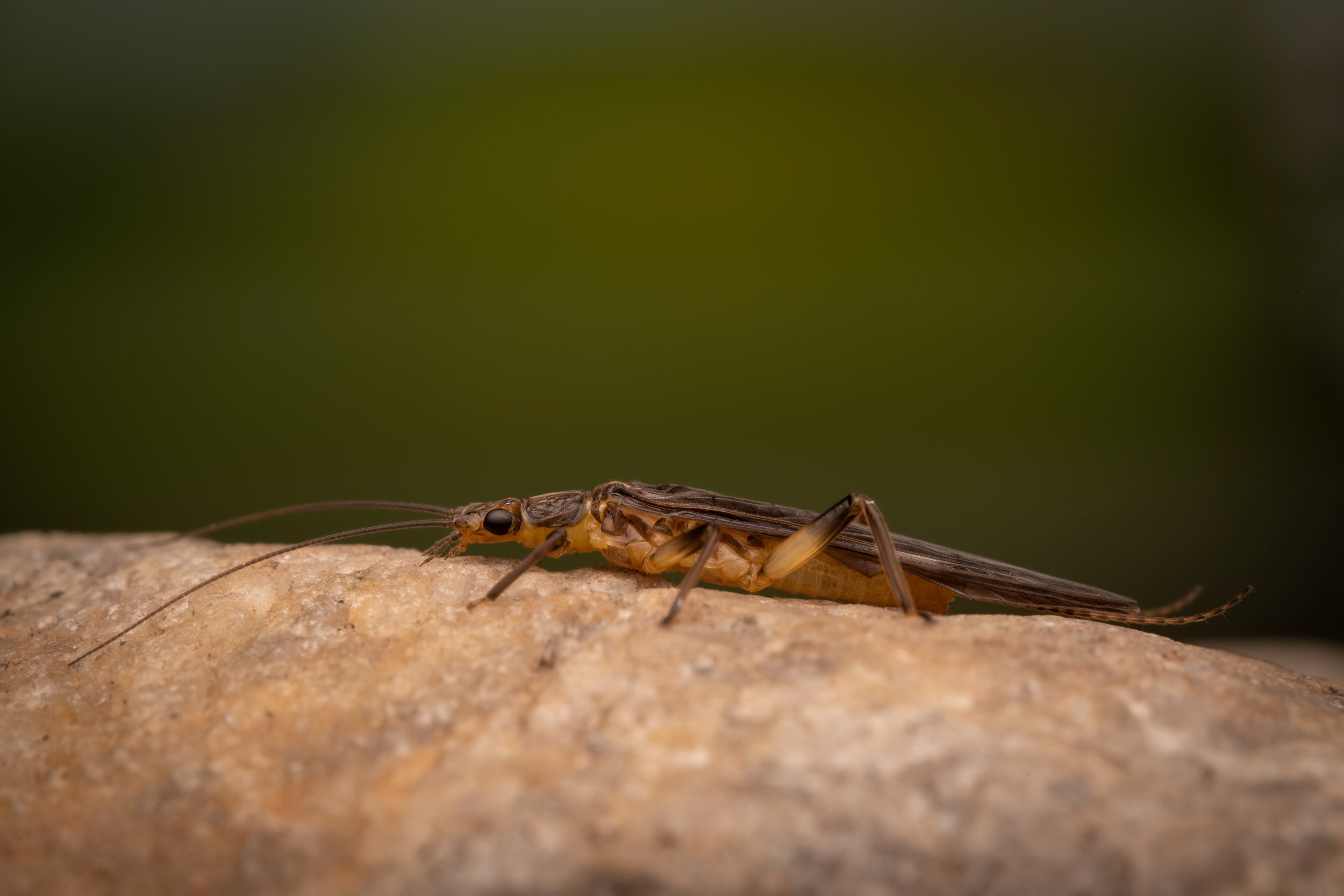 Plecoptera - 72.jpeg