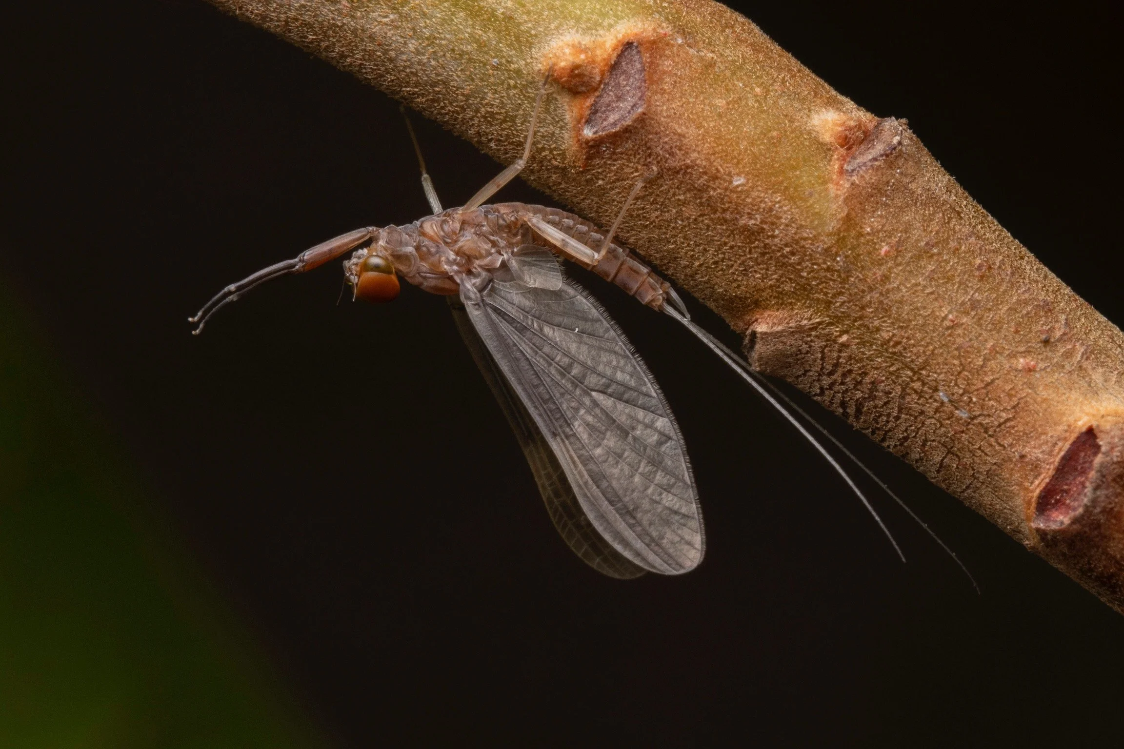 Leptophlebiidae - 76.jpeg