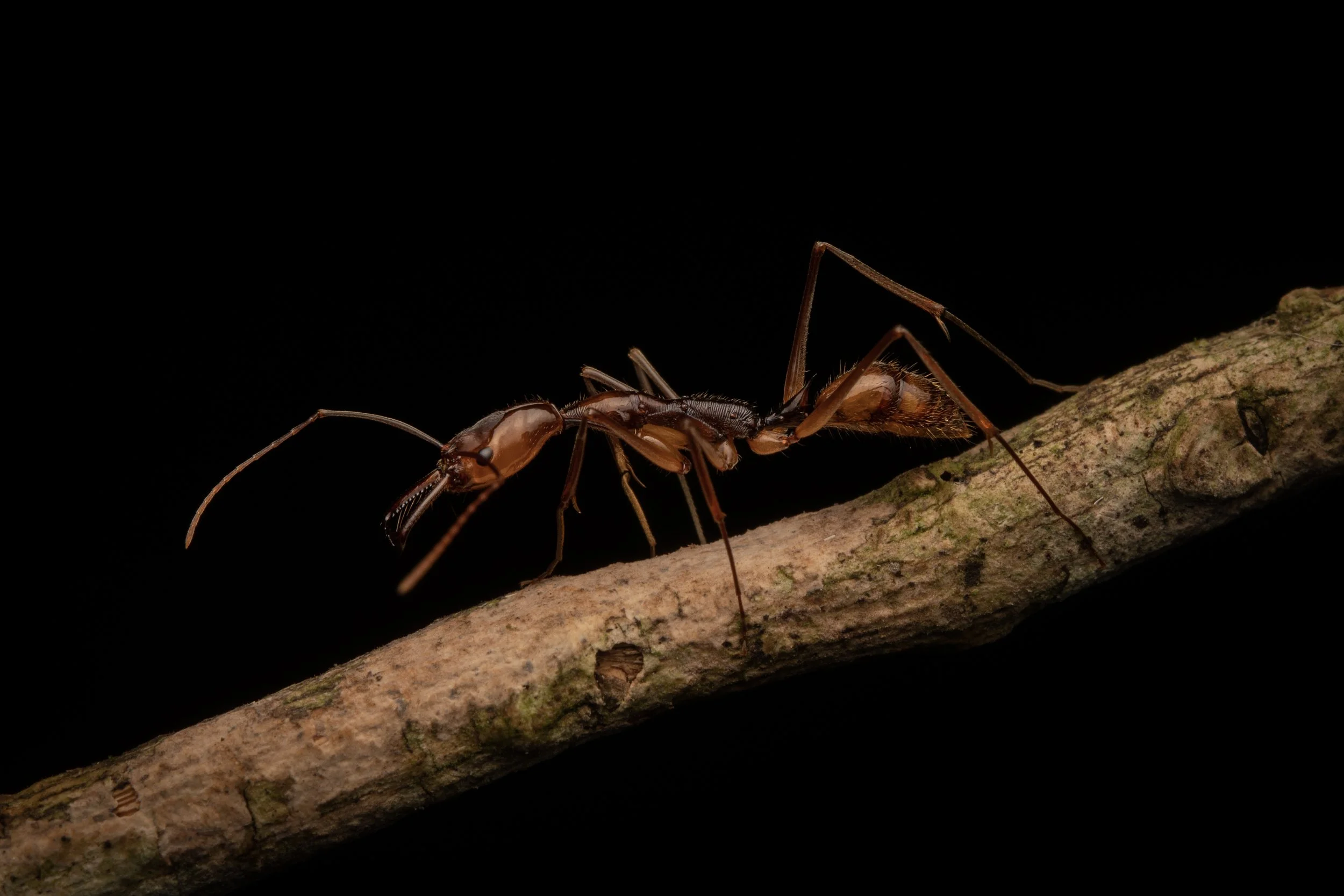 Hymenoptera - 26.jpg