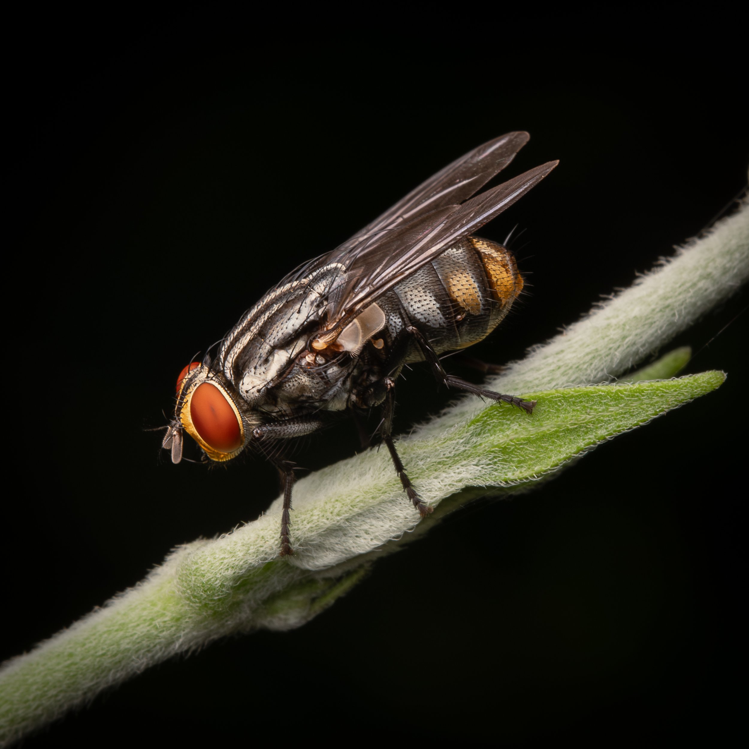 Diptera - 3.jpg