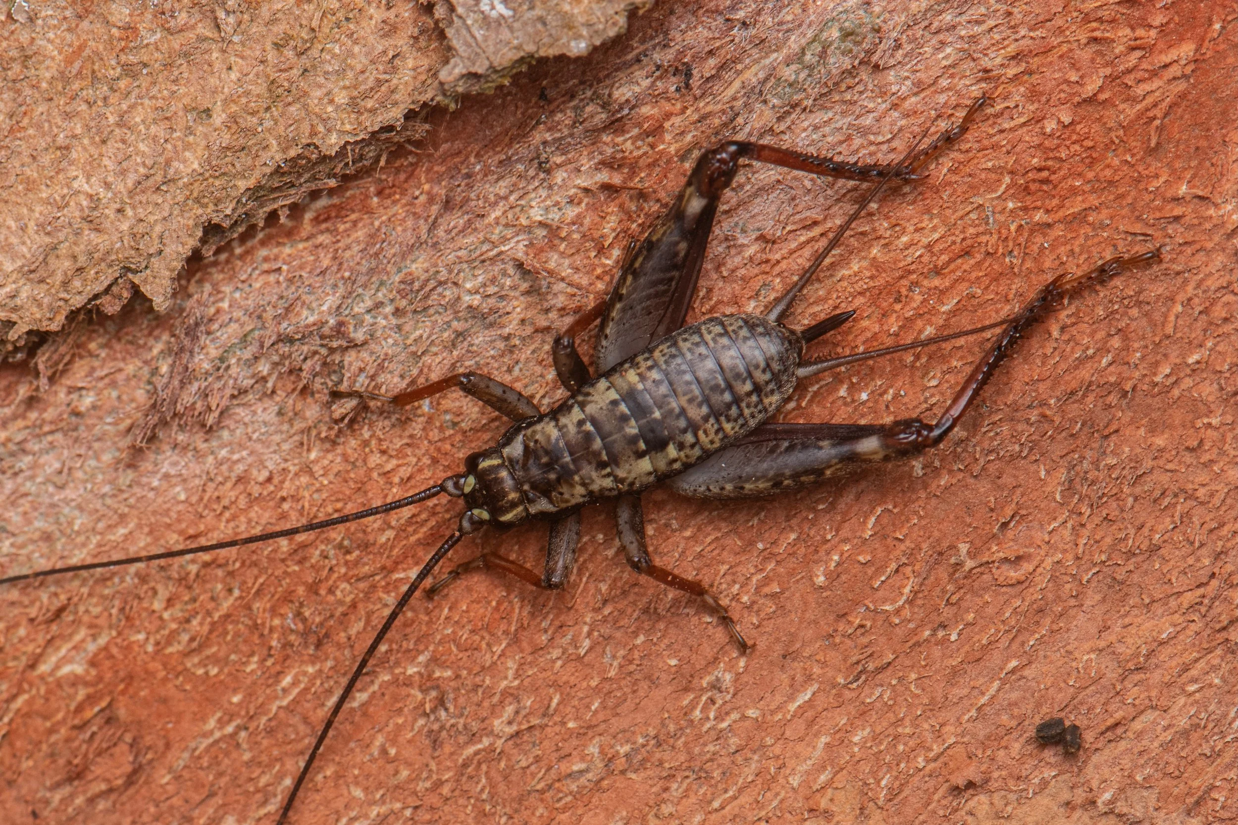 Orthoptera - 67.jpeg