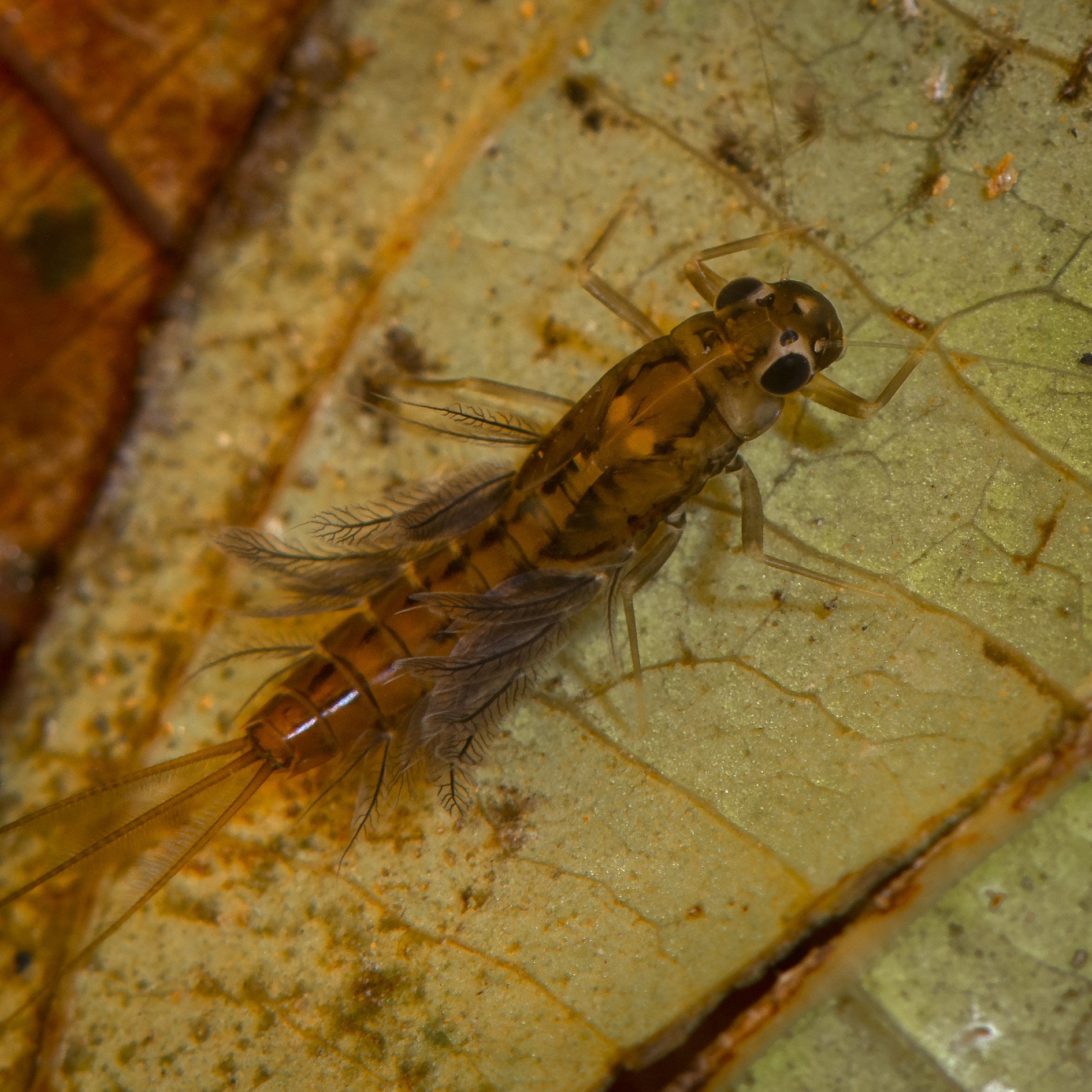 Ephemeroptera - 59.jpg