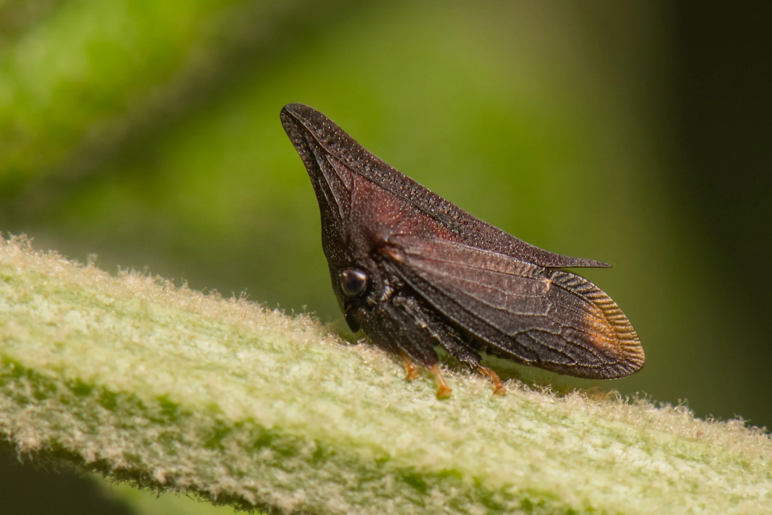 Hemiptera - 21.jpg