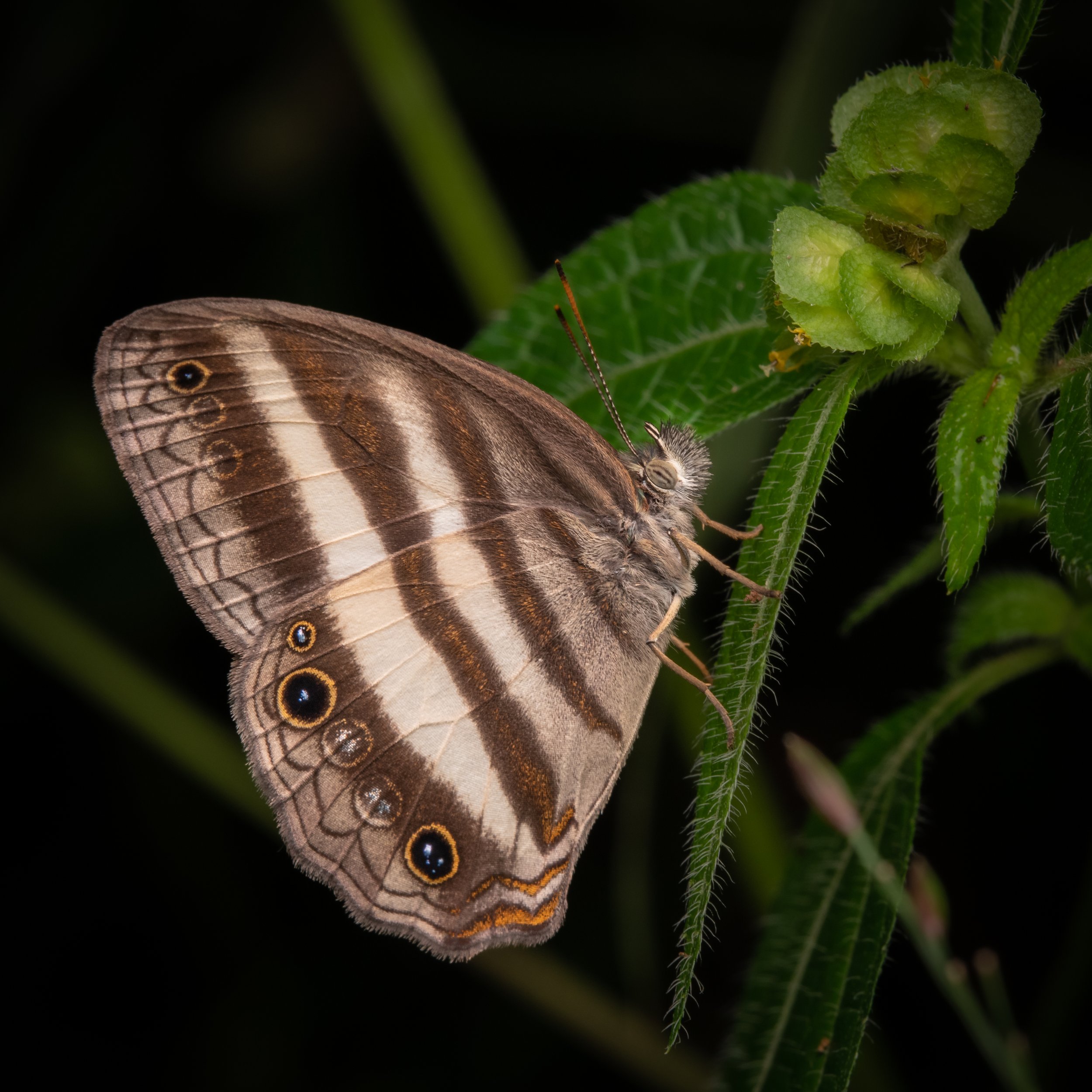 Lepidoptera - 15.jpg