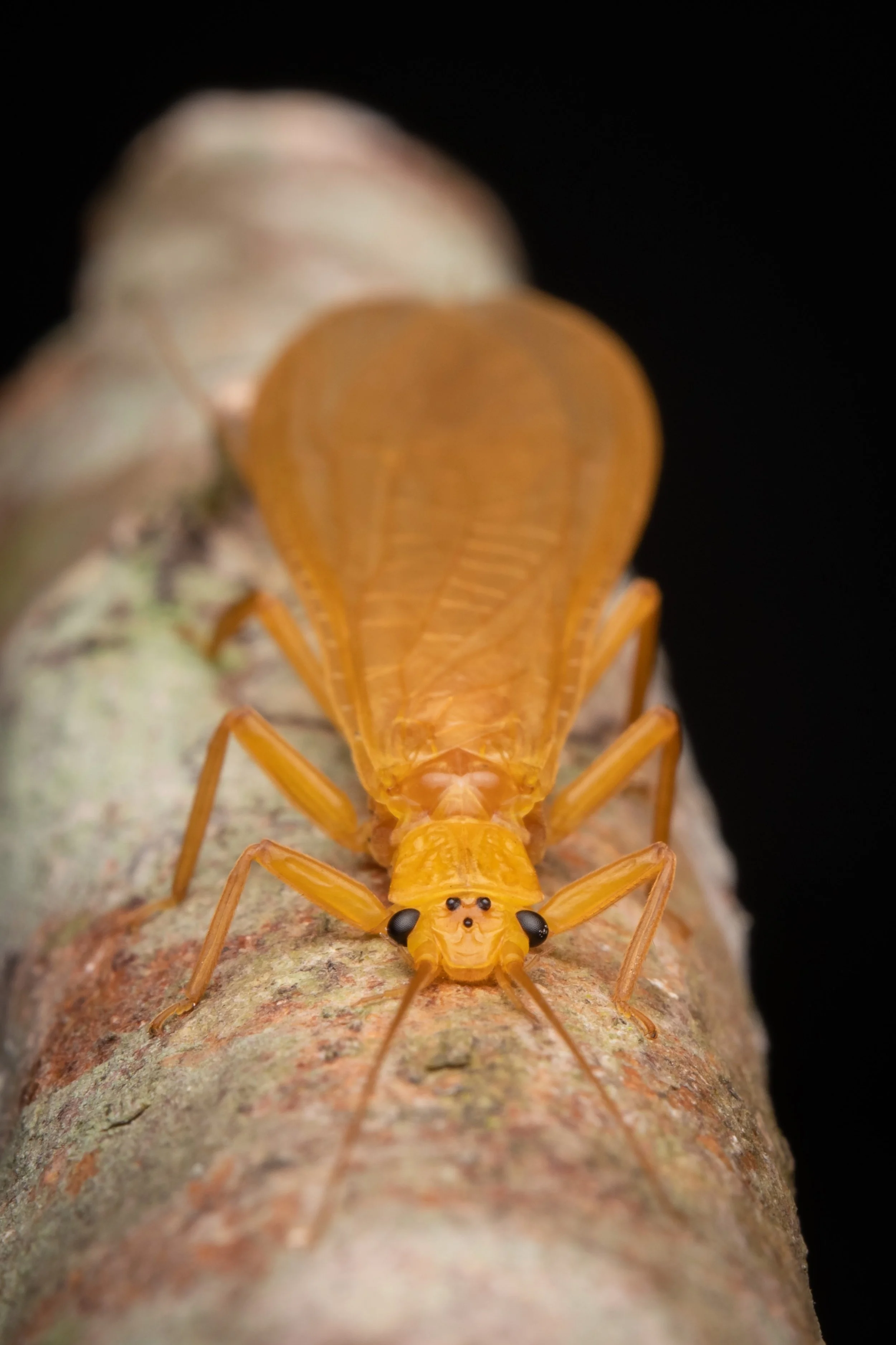 Plecoptera - 49.jpeg