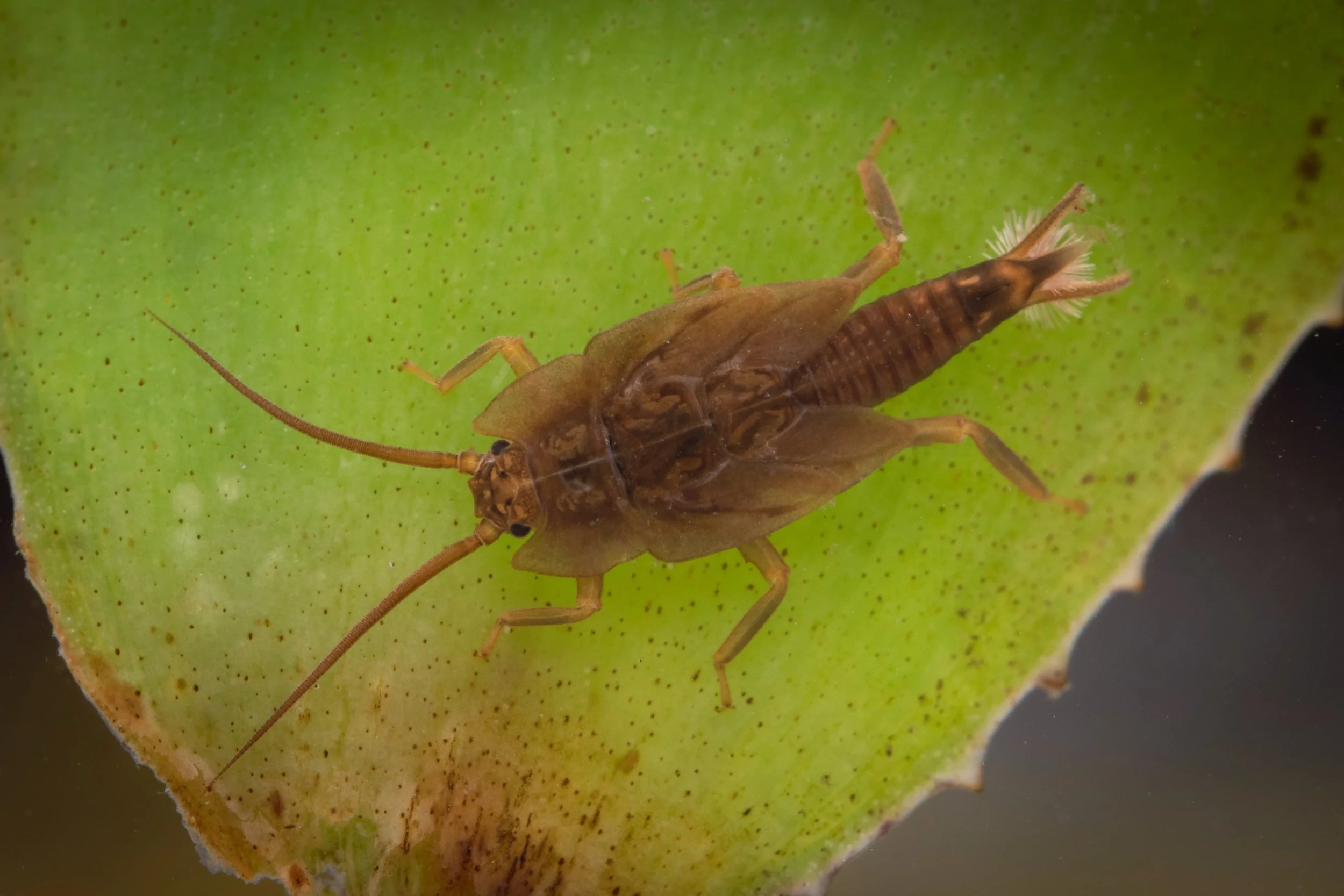 Plecoptera - 23.jpeg