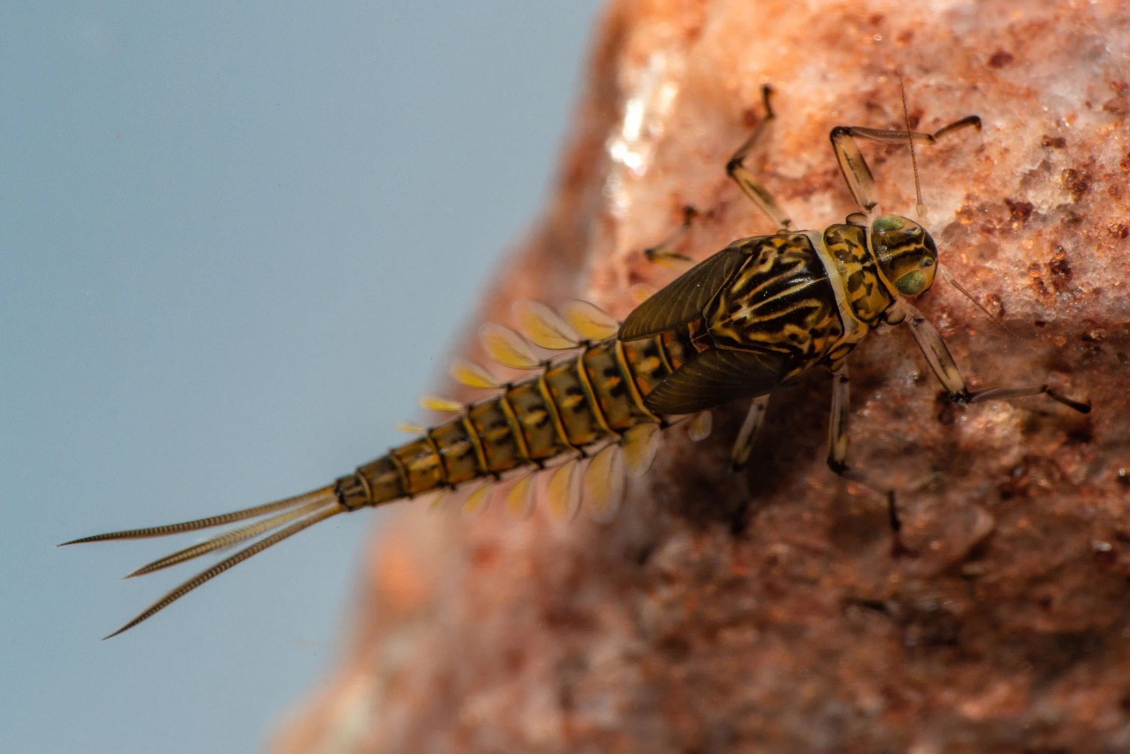 Baetidae - 31 (1).jpeg