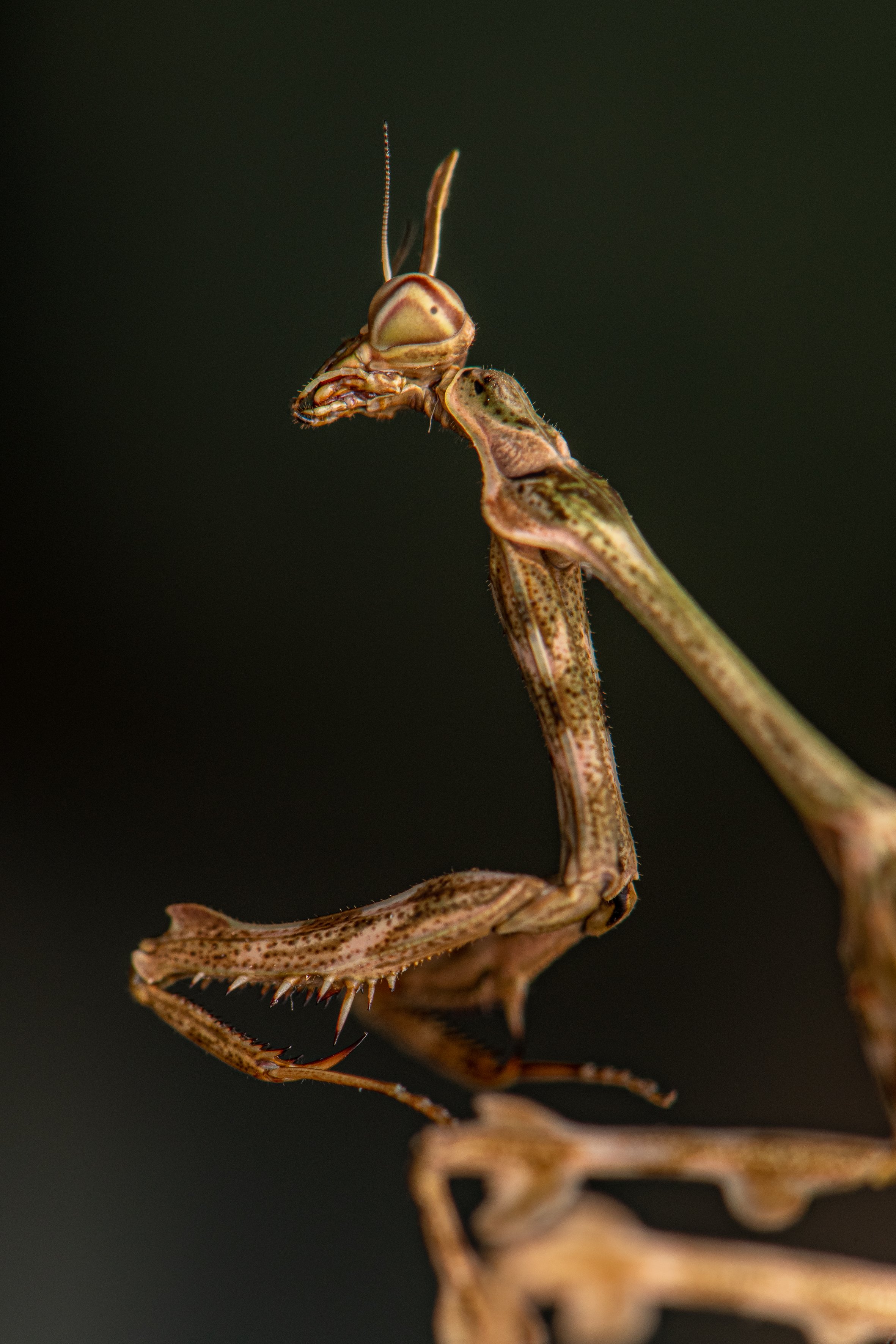 Mantodea - 46.jpg