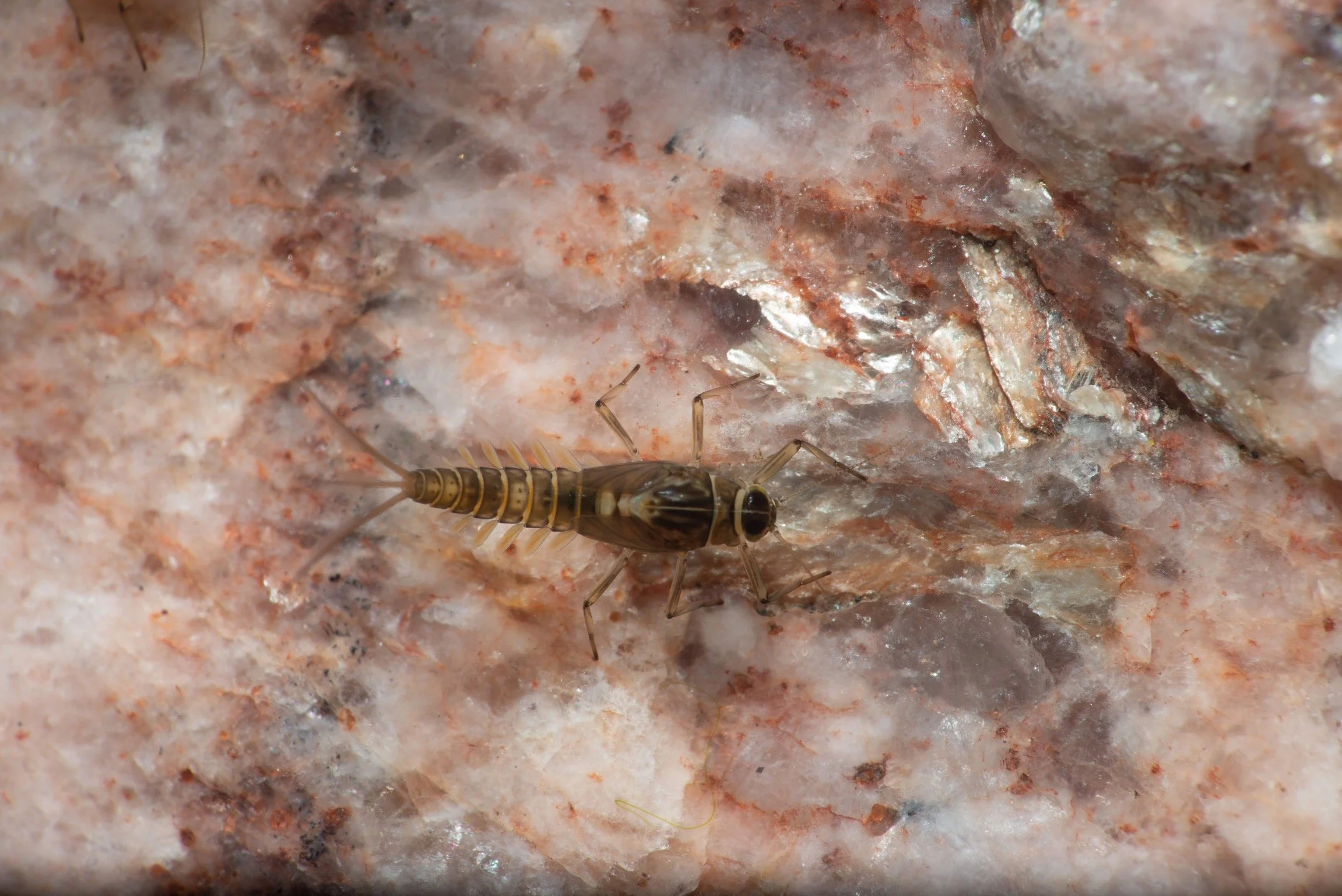 Baetidae - 17 (1).jpeg