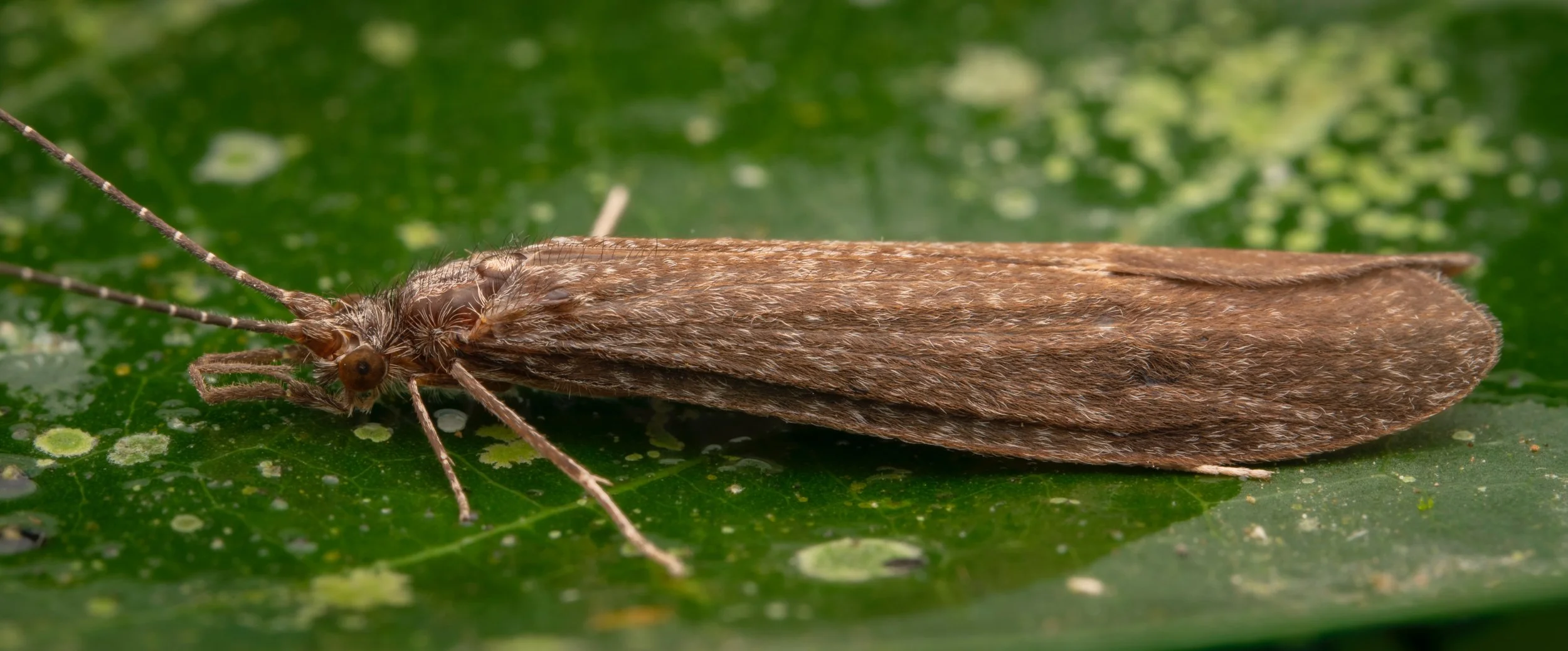 Trichoptera - 12.jpeg