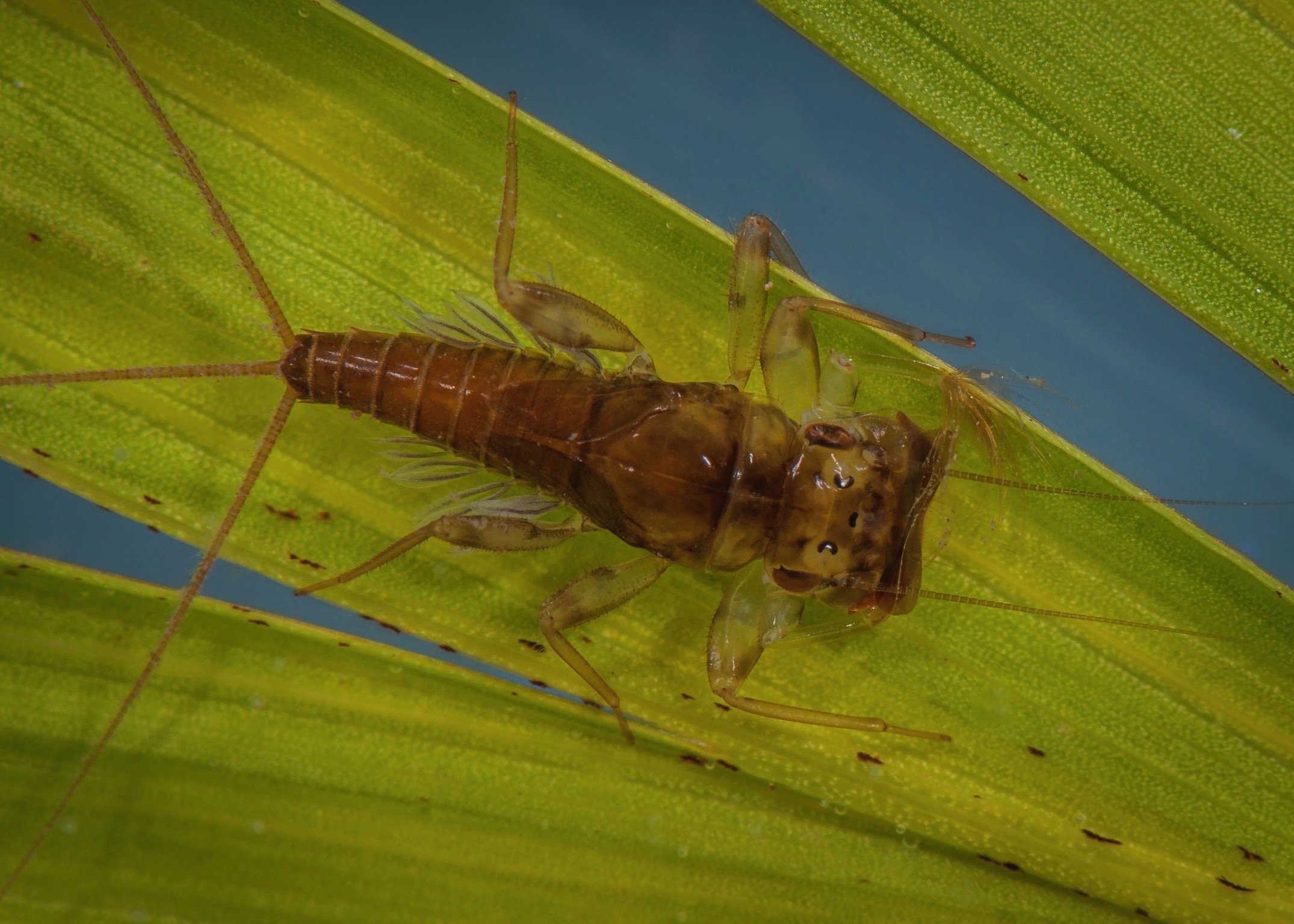 Leptophlebiidae - 3.jpeg