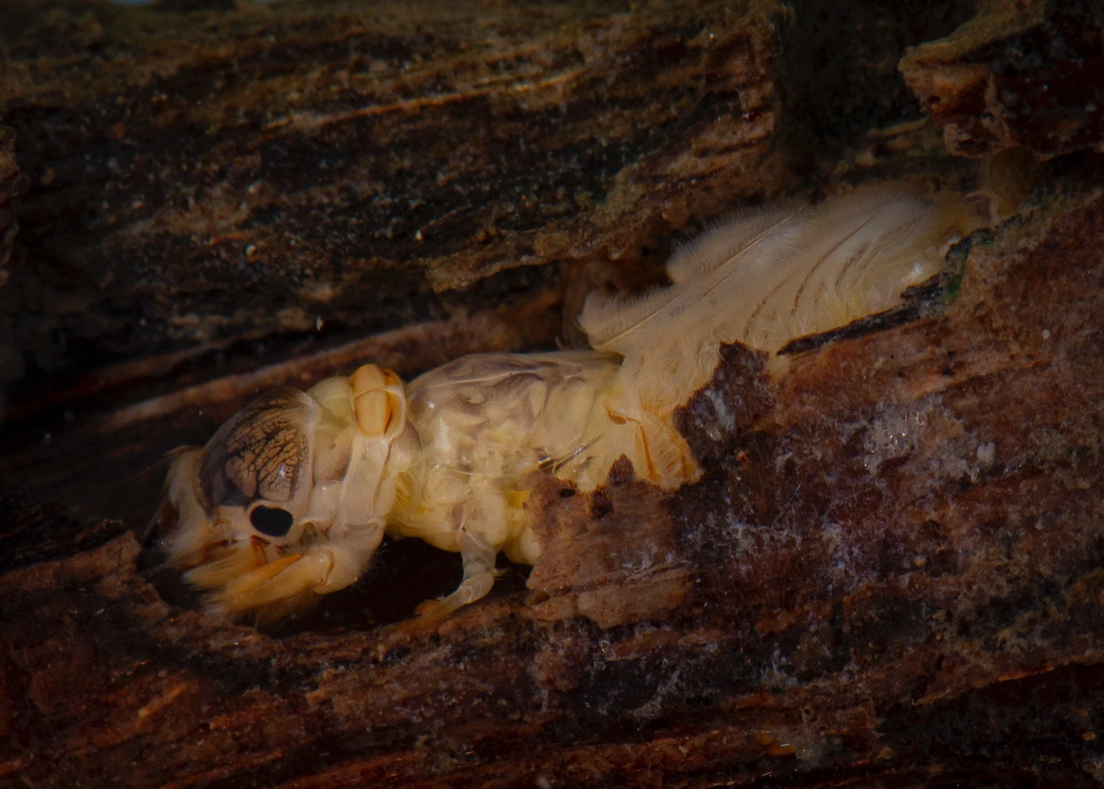 Polymitarcyidae - 3.jpeg