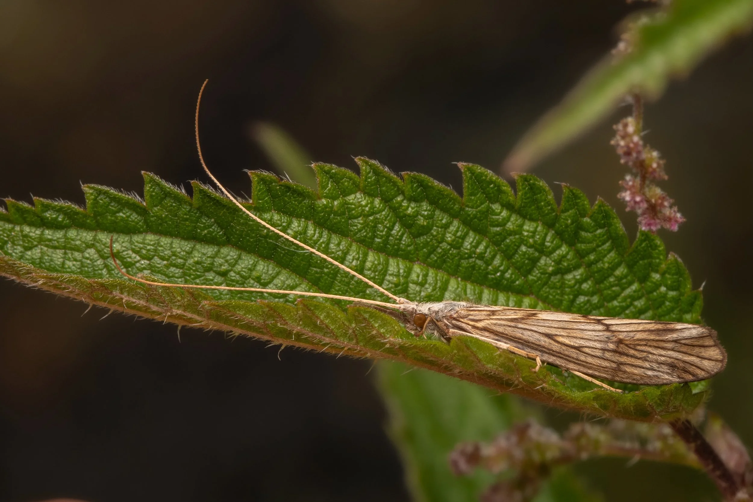 Trichoptera - 3.jpeg