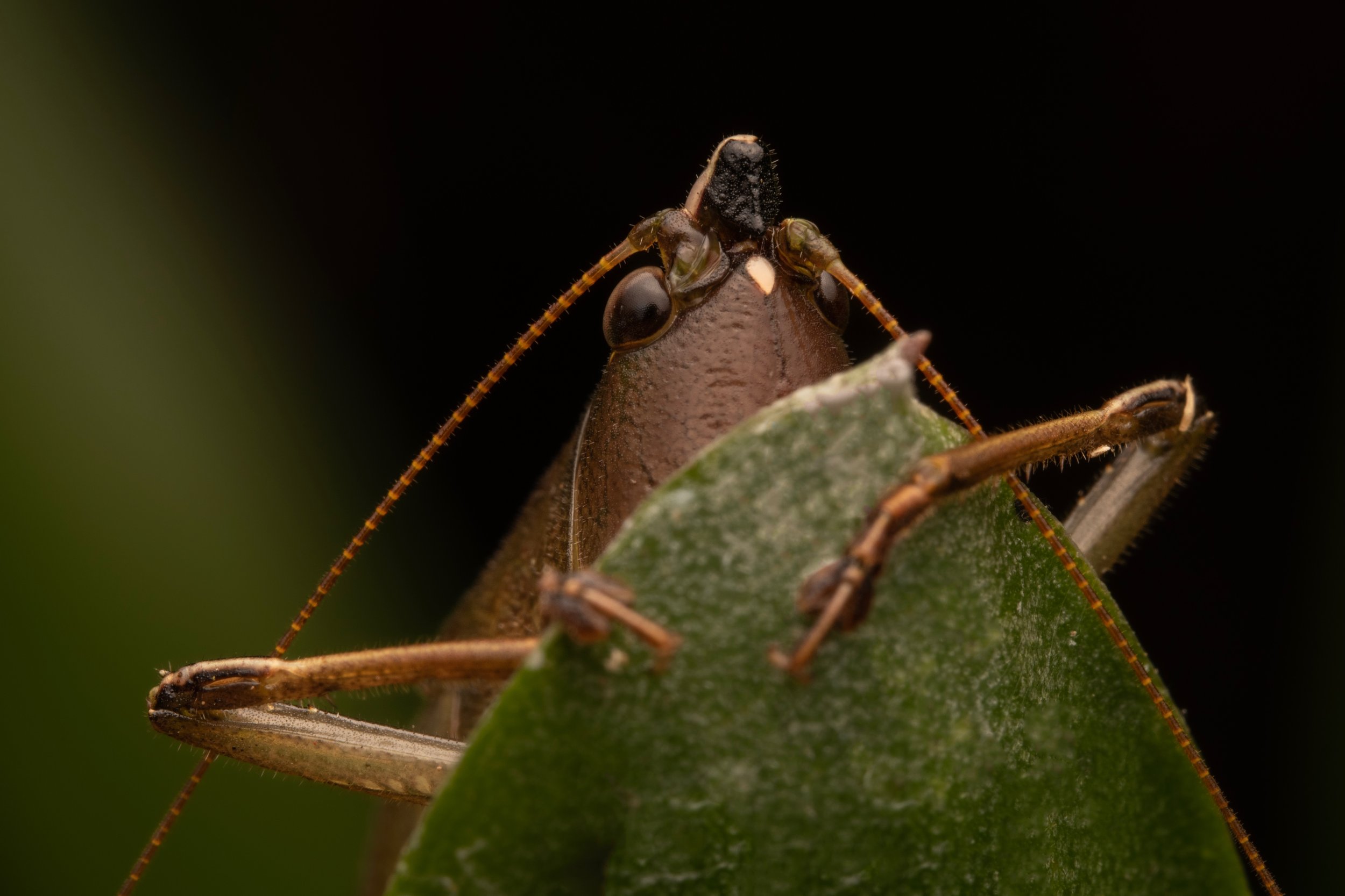 Orthoptera - 25.jpeg