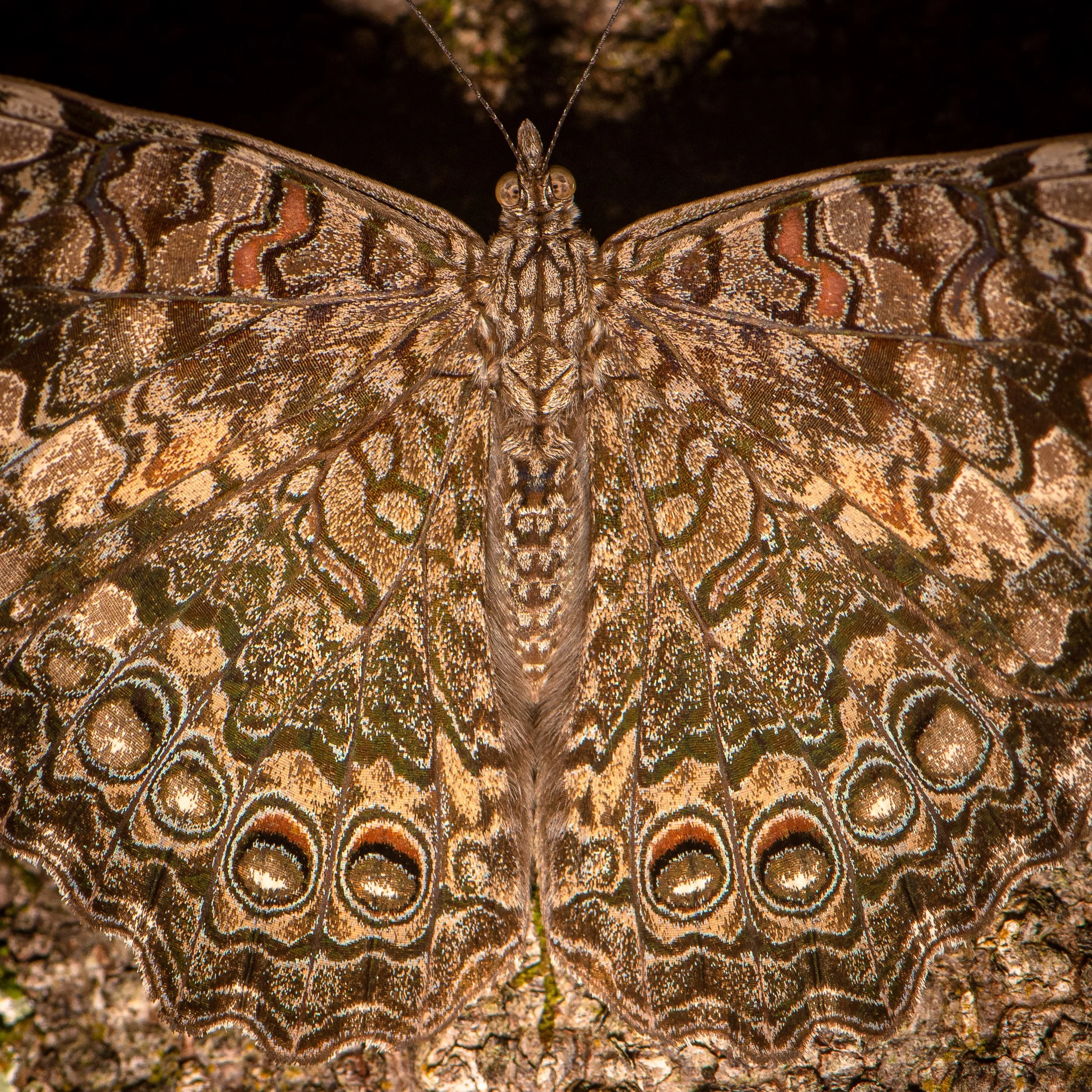 Lepidoptera - 49.jpg