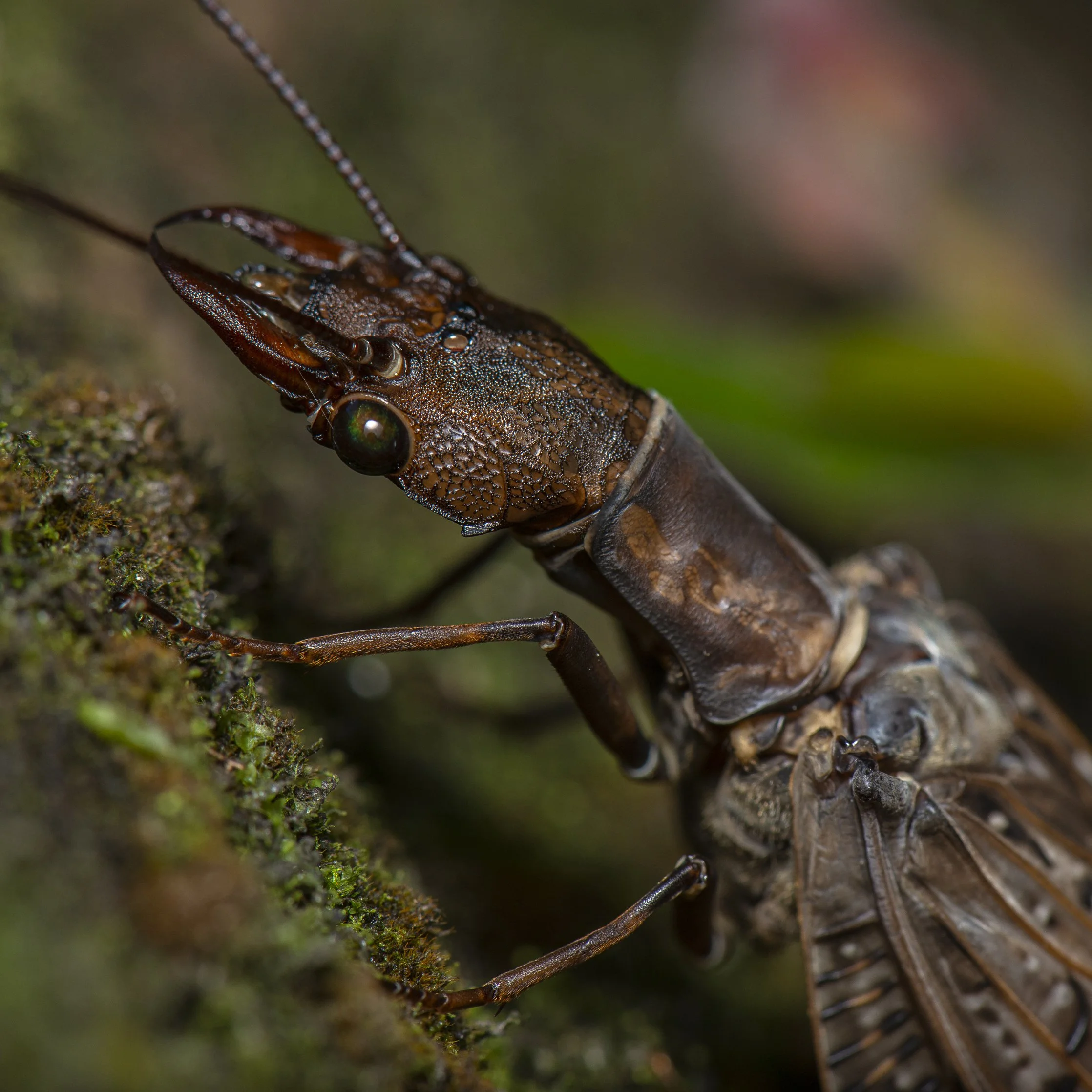 Megaloptera - 19.JPG