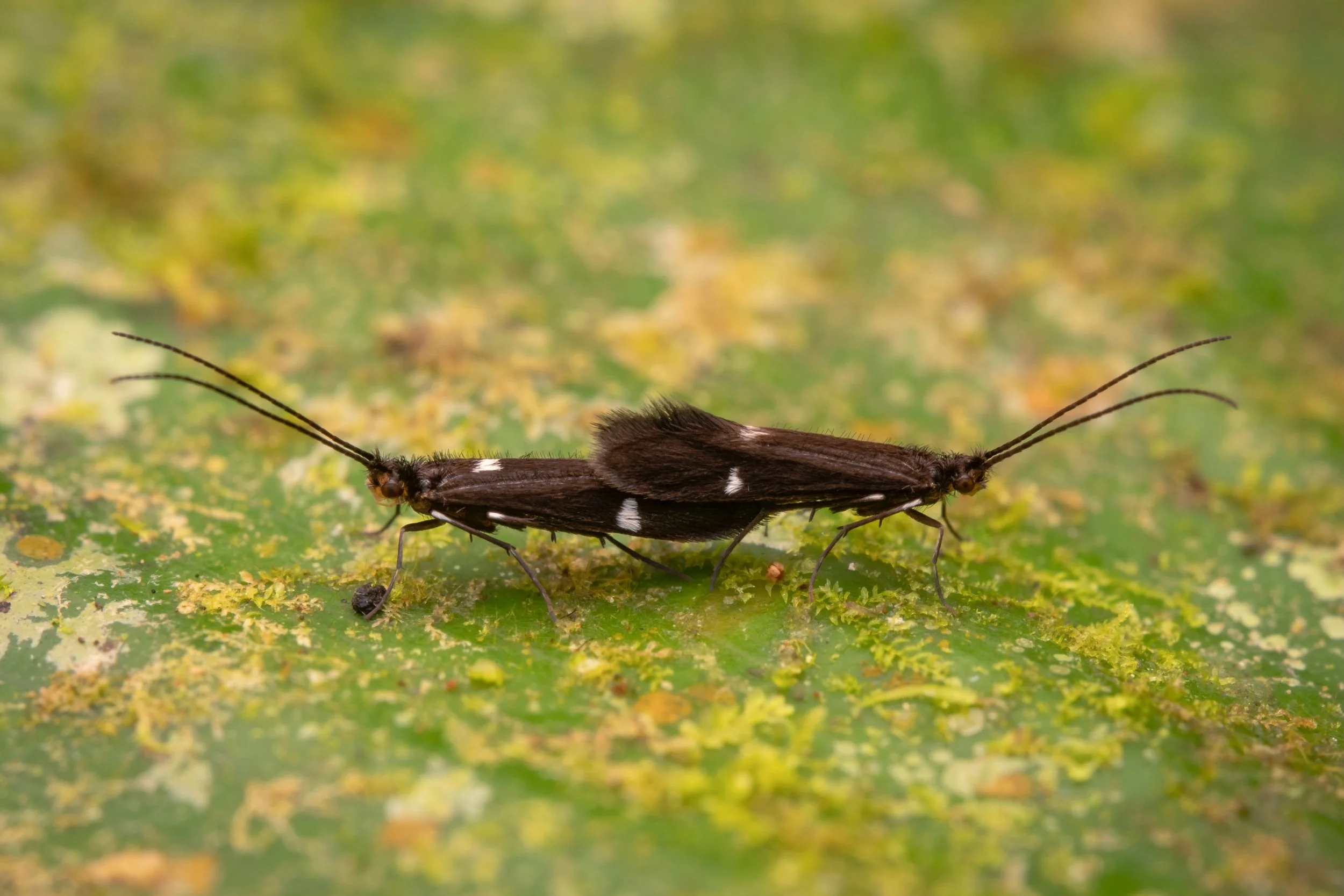 Trichoptera - 11.jpeg