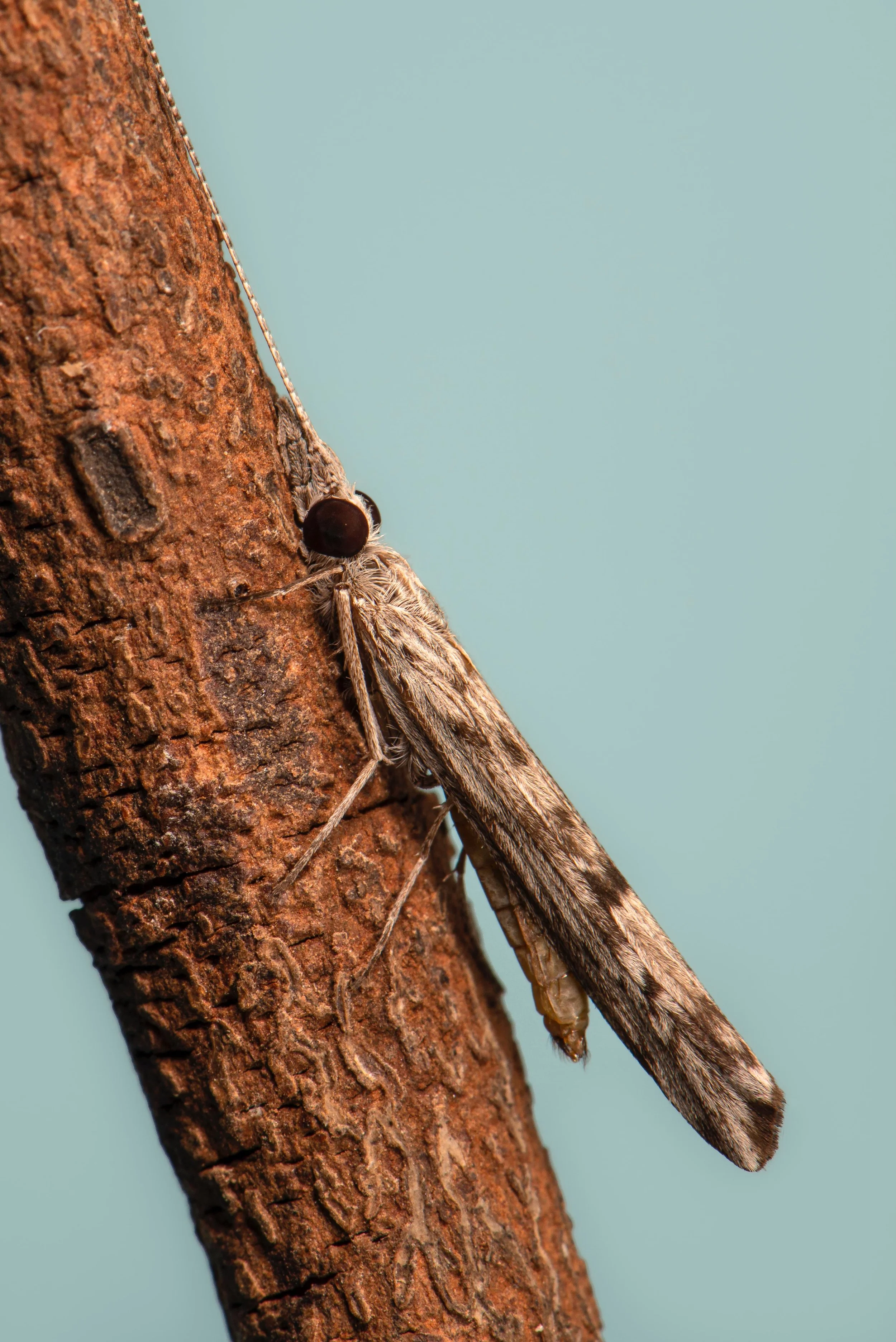 Trichoptera - 41.jpeg