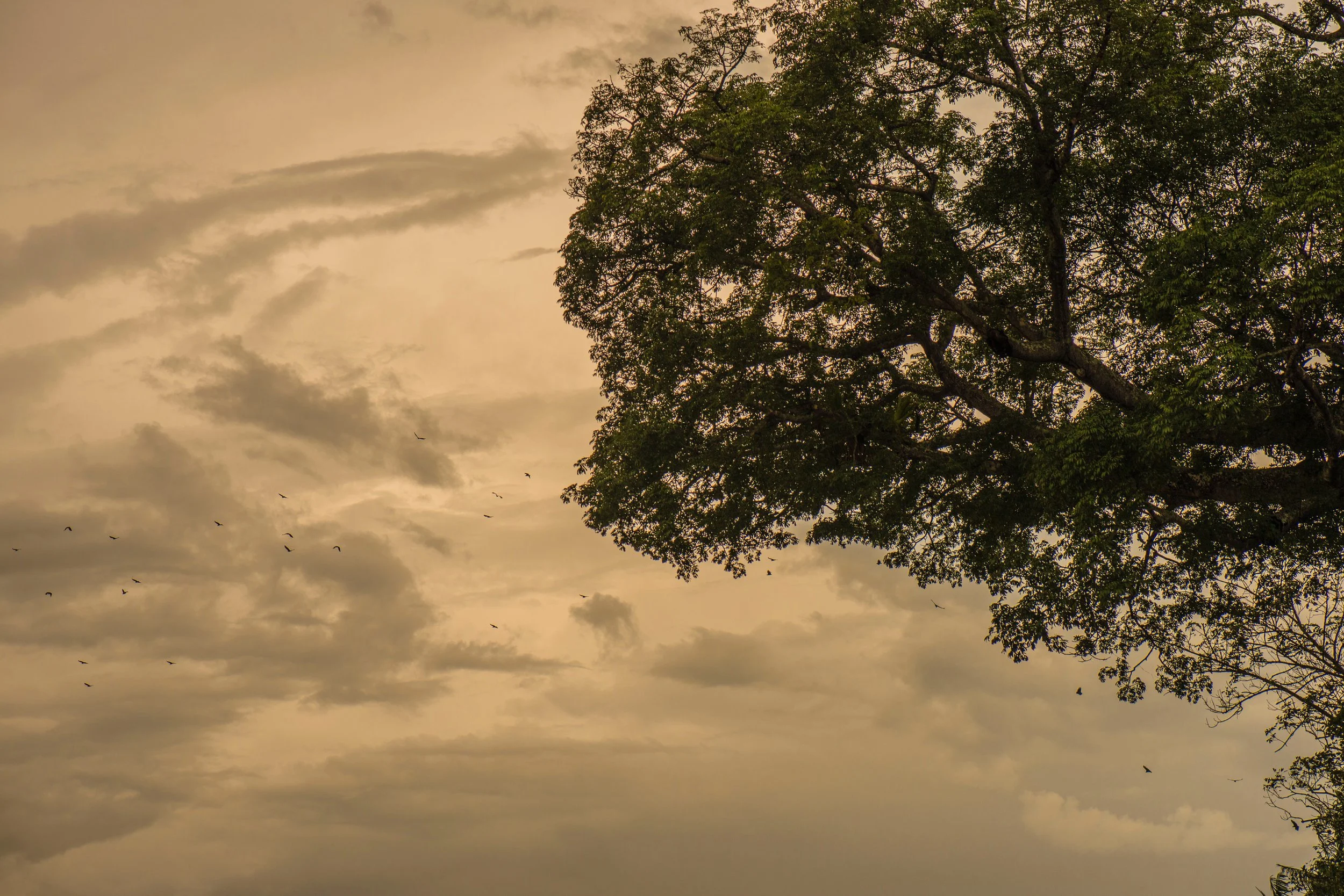 A large tree with green leaves on the right side of the image, set against a cloudy sky at sunset or sunrise, with birds flying in the distance.