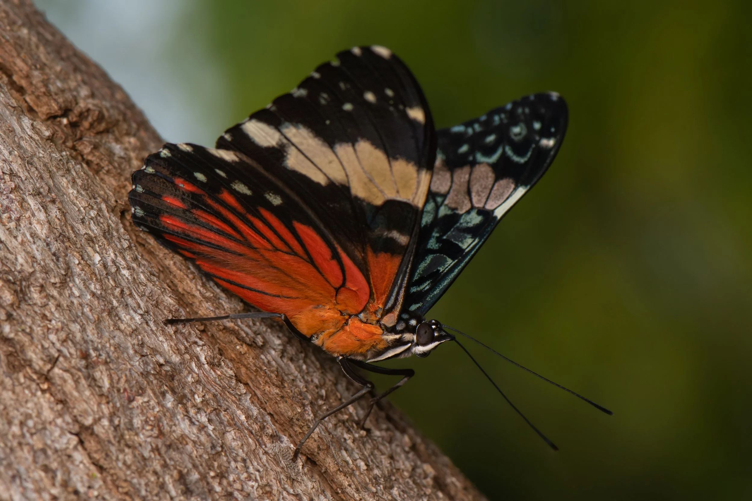 Lepidoptera - 38.jpg