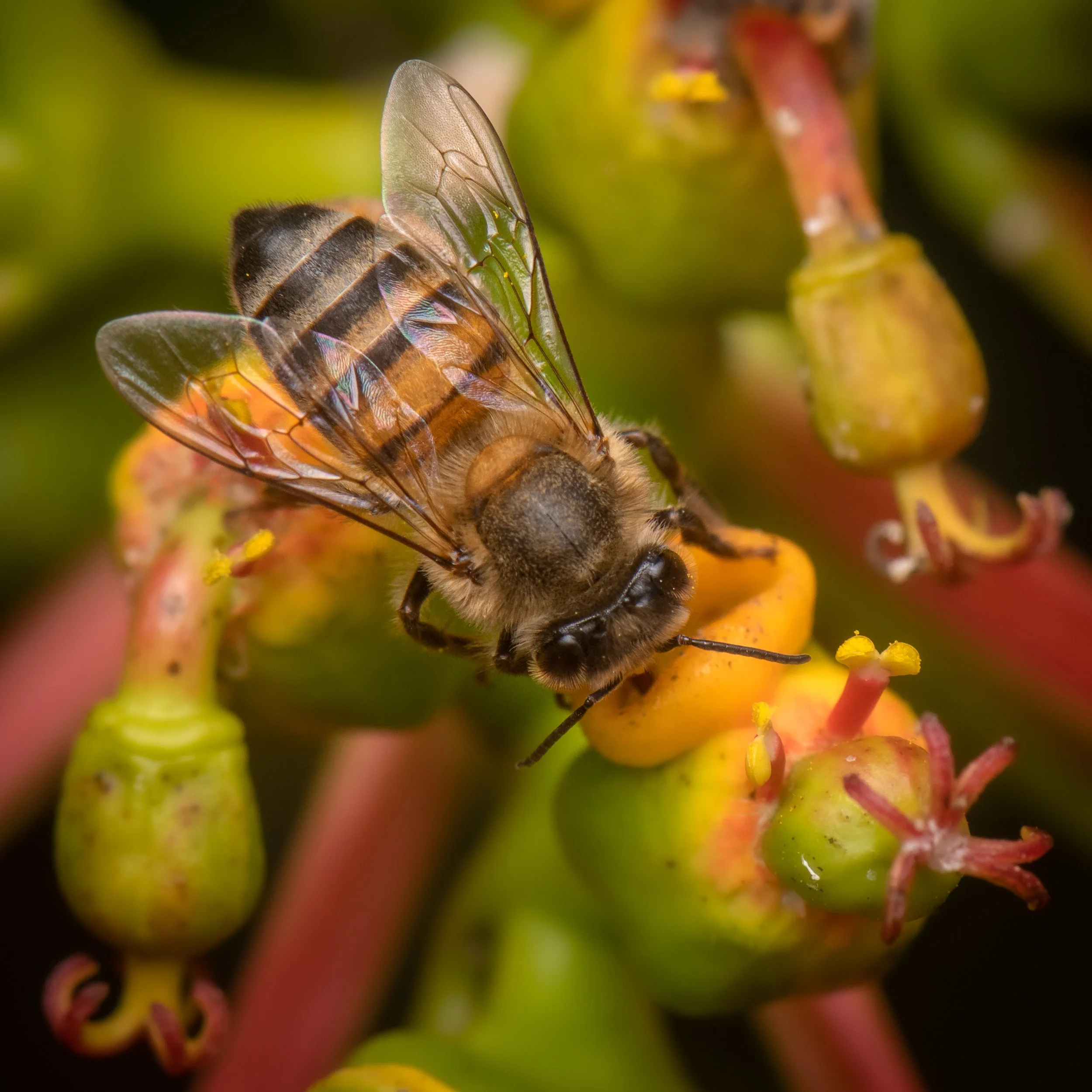 Hymenoptera - 75.jpg