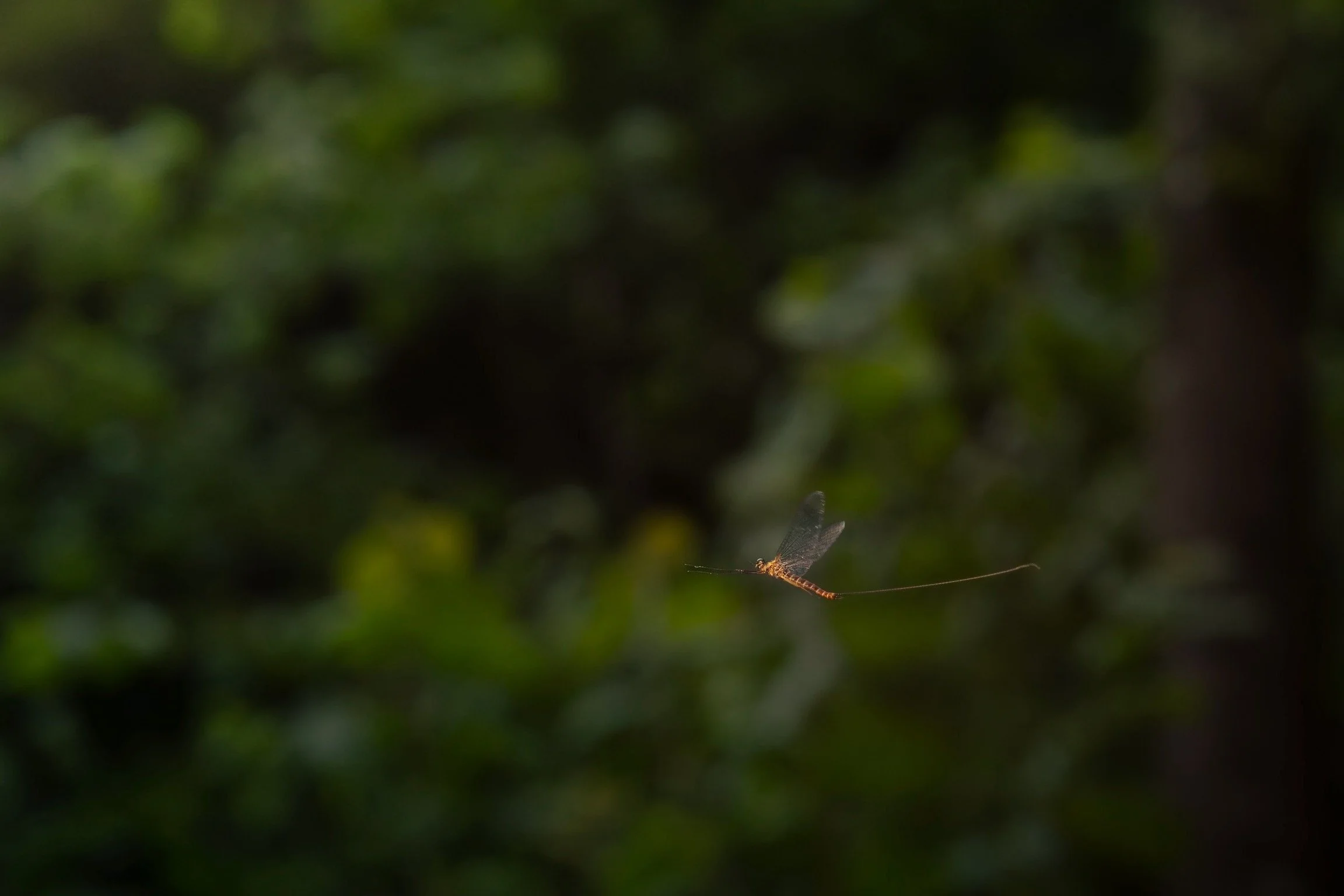 Heptageniidae - 6.jpeg