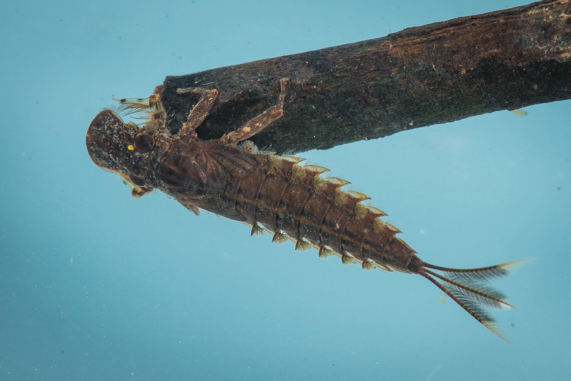 Oligoneuriidae - 5.jpeg