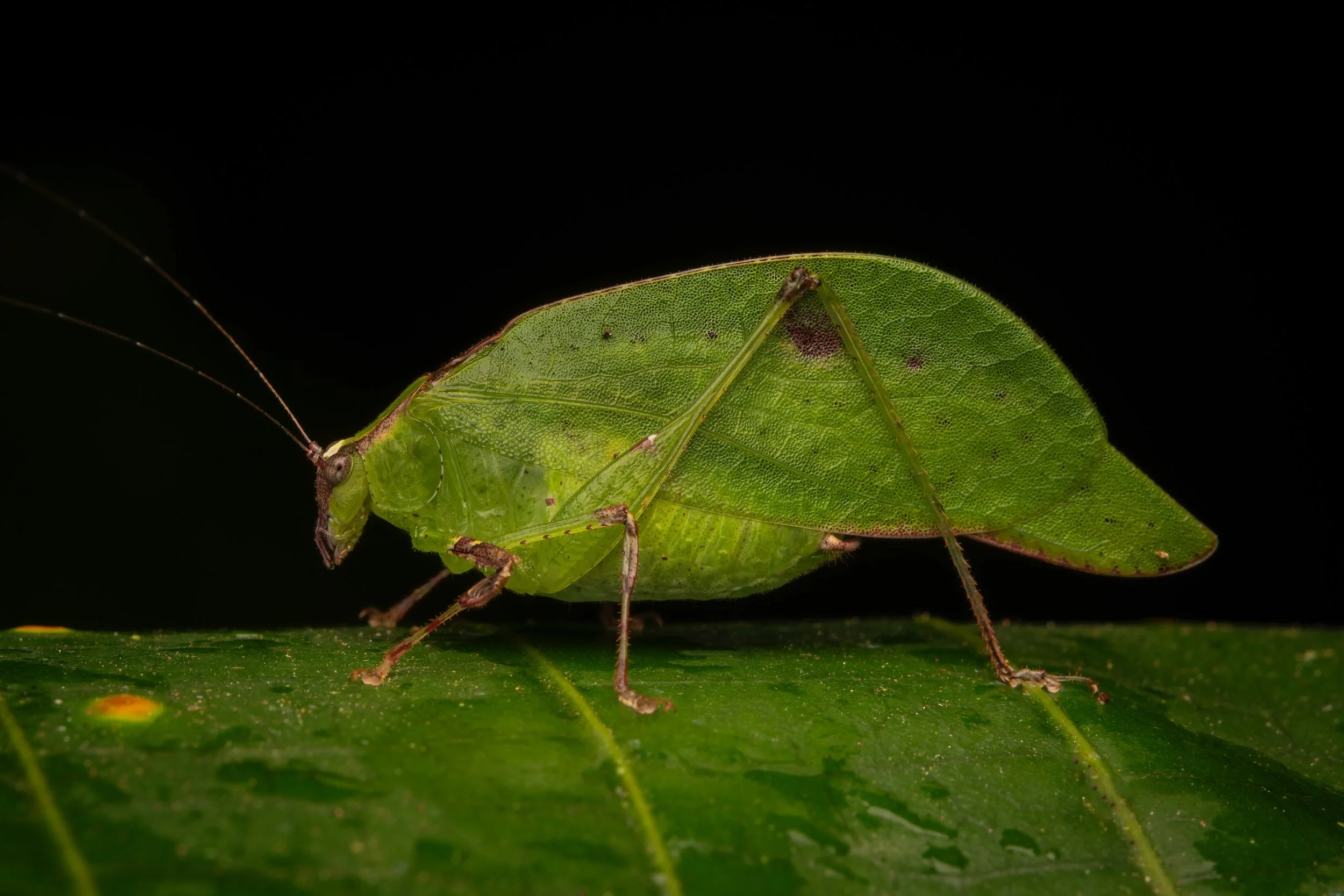 Orthoptera - 24.jpeg