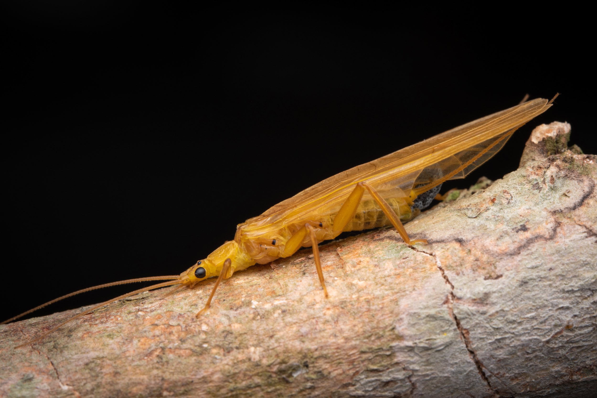 Plecoptera - 51.jpeg