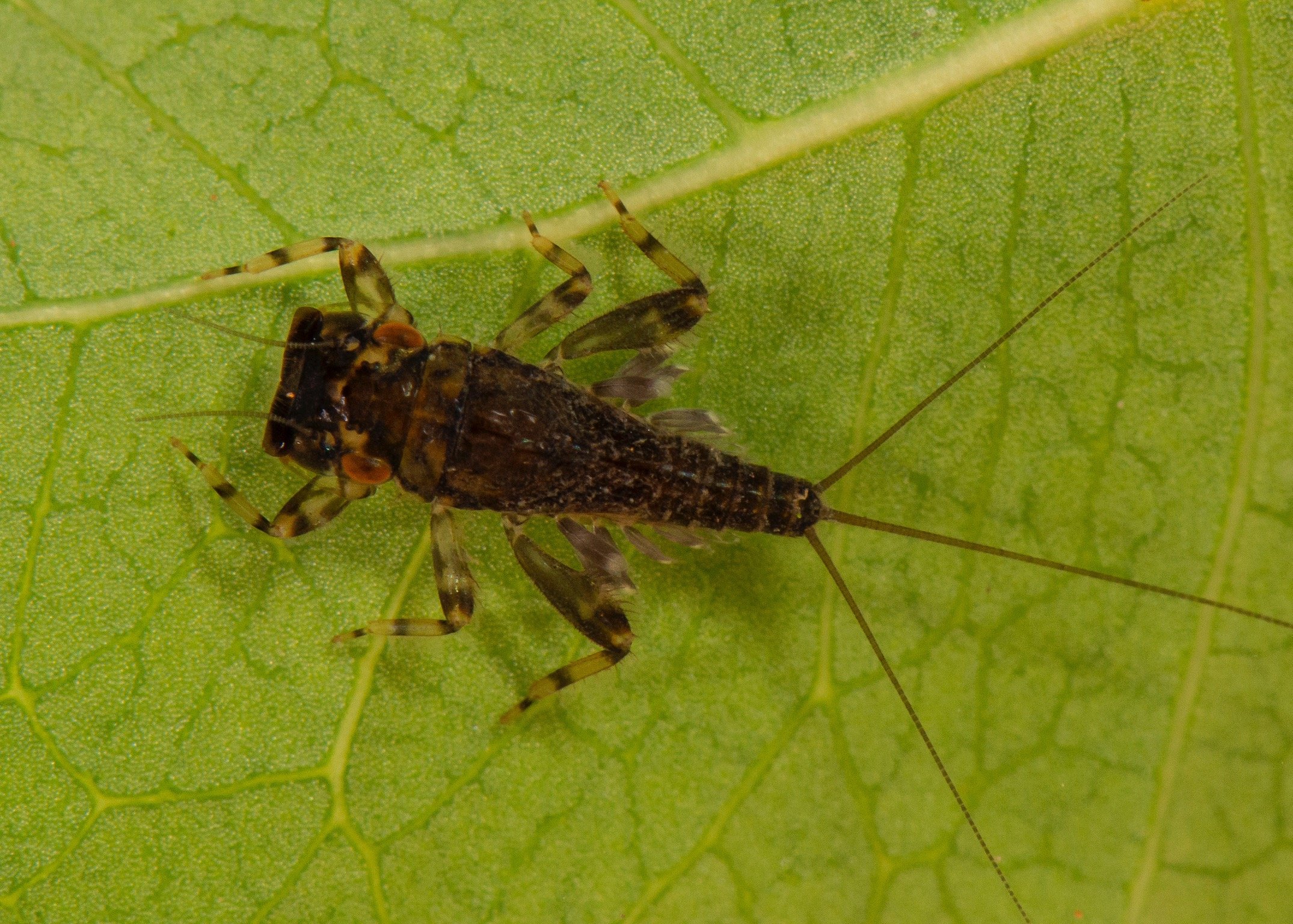 Leptophlebiidae - 11.jpeg